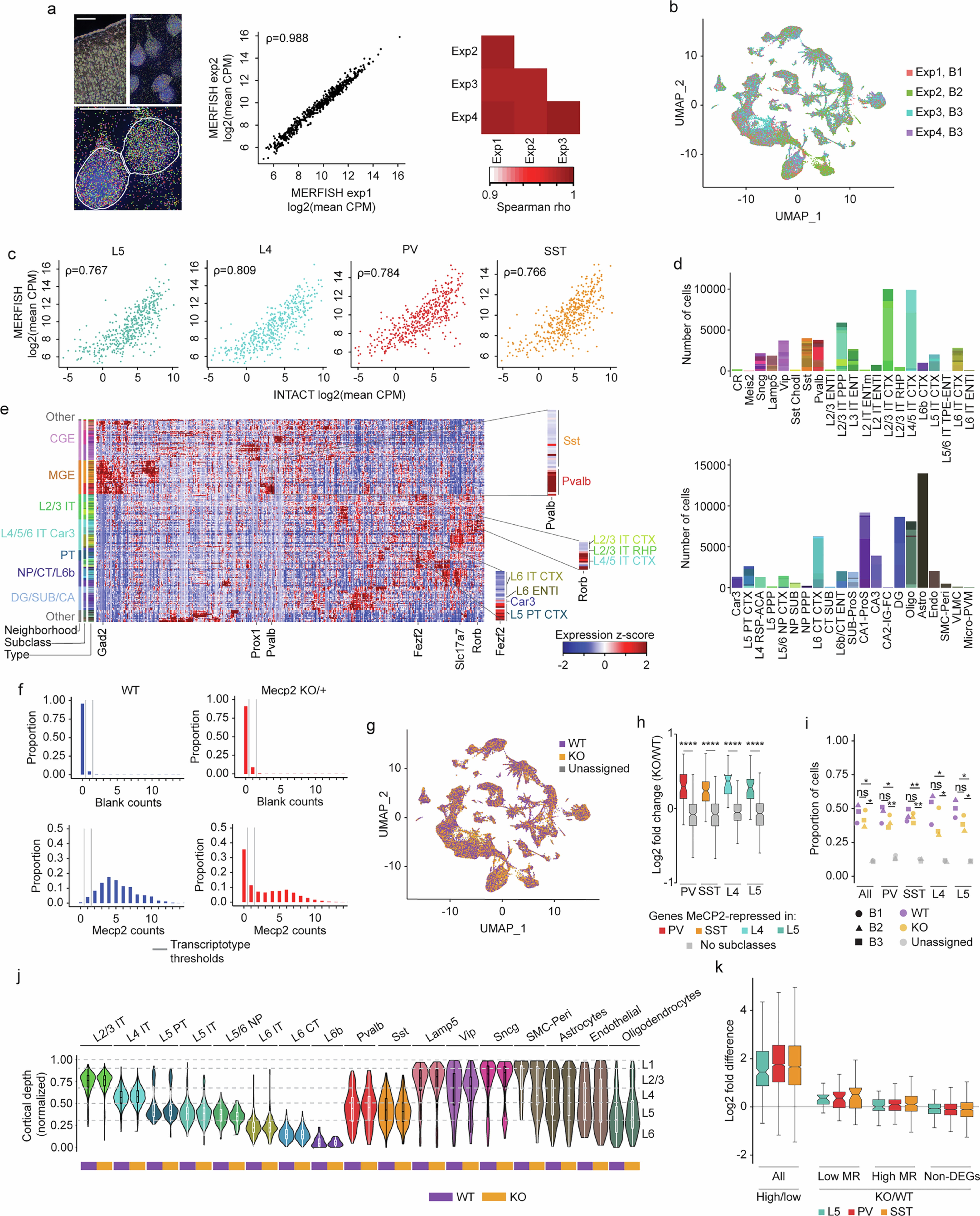 Extended Data Fig. 7: MERFISH analysis of cell types and Mecp2 expression in Mecp2KO/+ brain shows expected gene expression and cell distributions across transcriptotypes.
