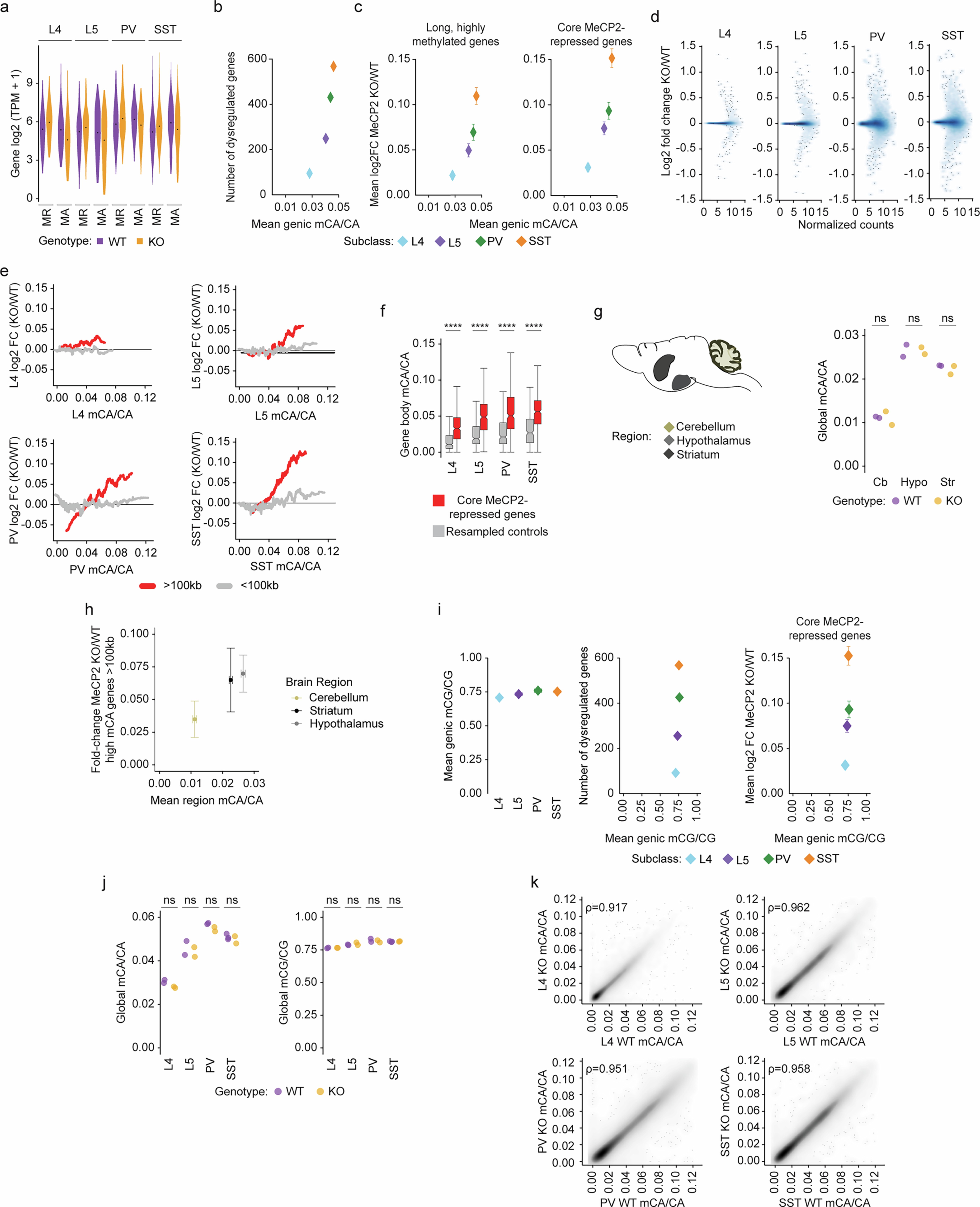 Extended Data Fig. 2: Analysis of global mCA levels and gene dysregulation in Mecp2 KO mice.