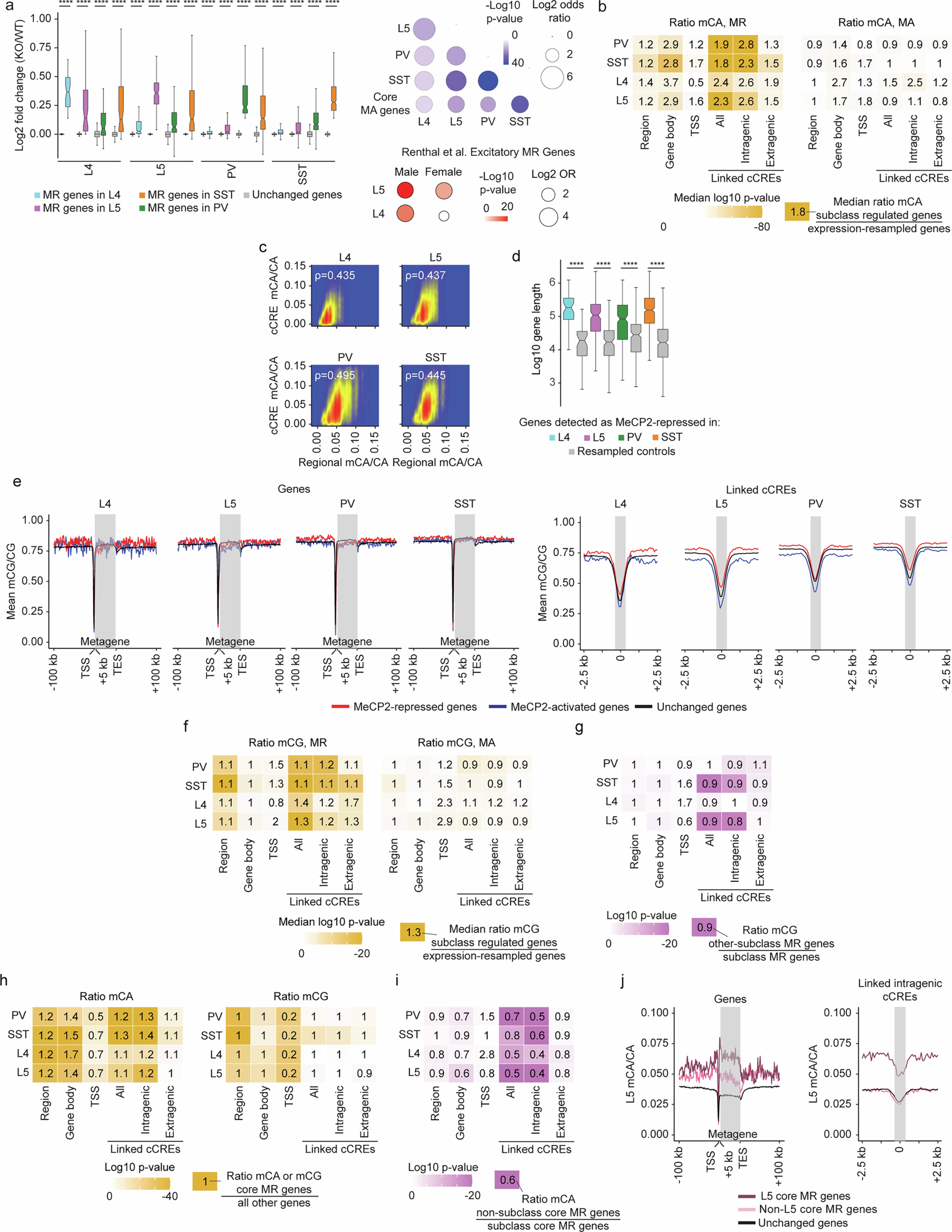 Extended Data Fig. 3: Methylation patterns associated with shared and distinct MeCP2-regulated genes in PV, SST, L4, and L5 neurons.