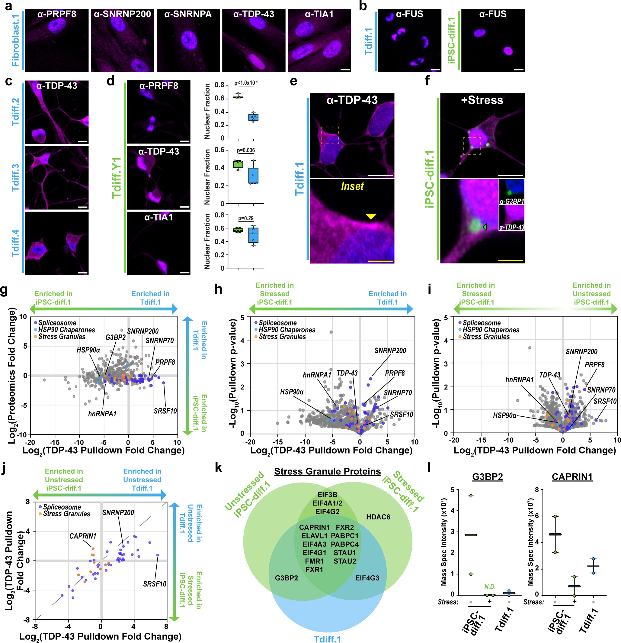 Extended Data Fig. 3: TDP-43 does not interact with stress granule proteins in transdifferentiated neurons.