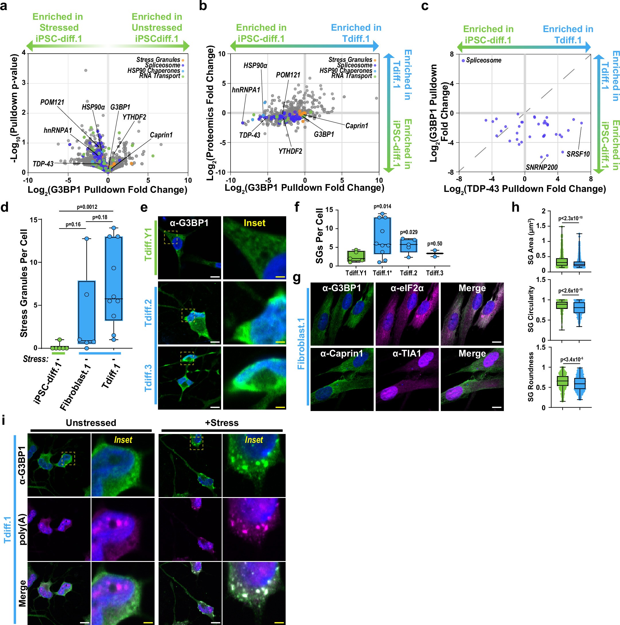 Extended Data Fig. 6: G3BP1 assembles into stress granules in aged neurons.