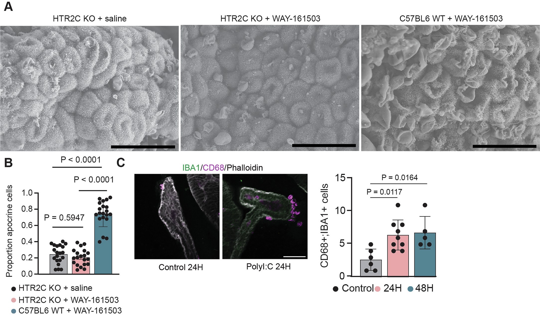 Extended Data Fig. 8: HTR2C receptor is not necessary for baseline rates of ChP apocrine secretion.