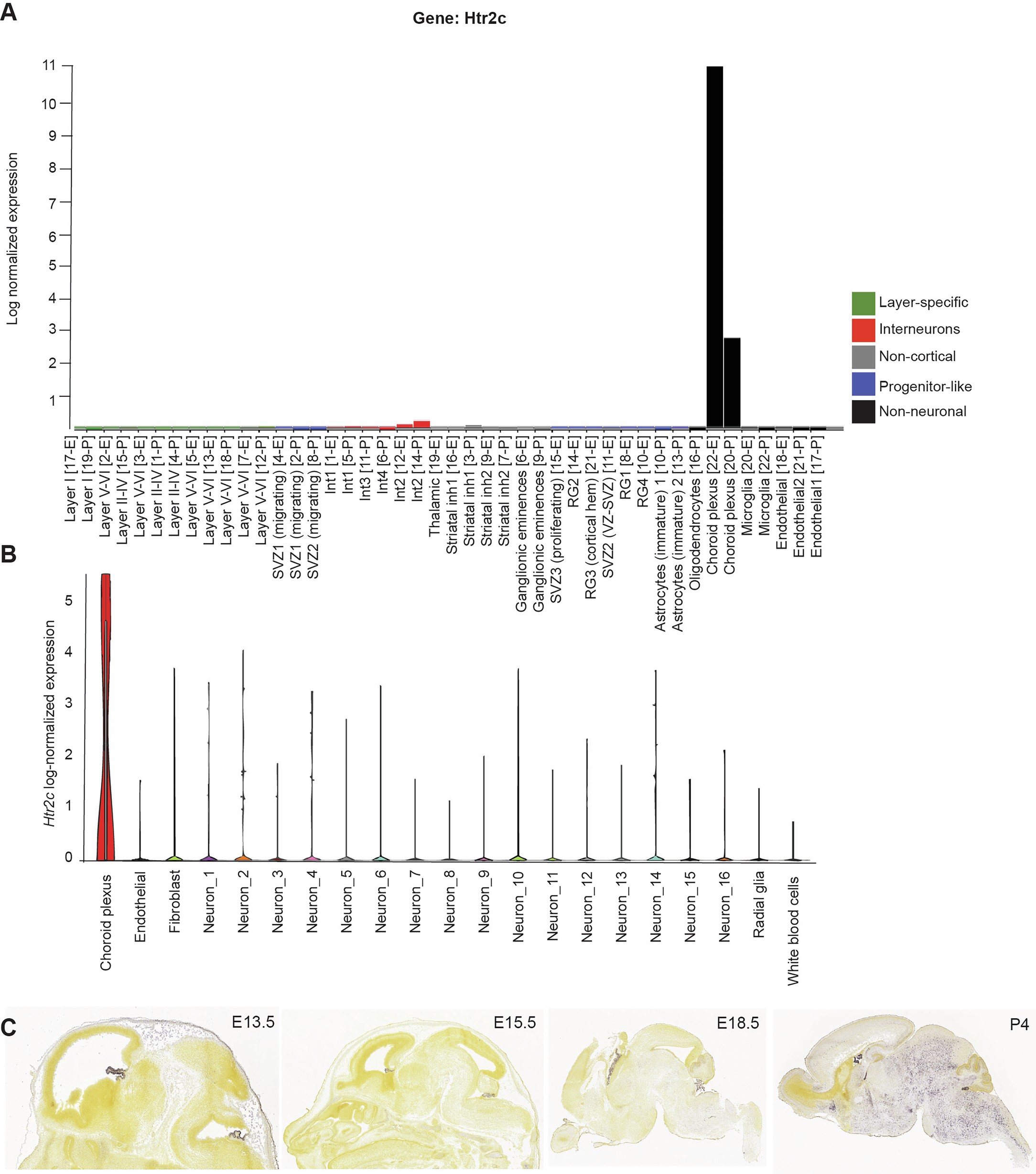 Extended Data Fig. 2: In the embryonic mouse brain, Htr2c is selectively expressed in ChP.