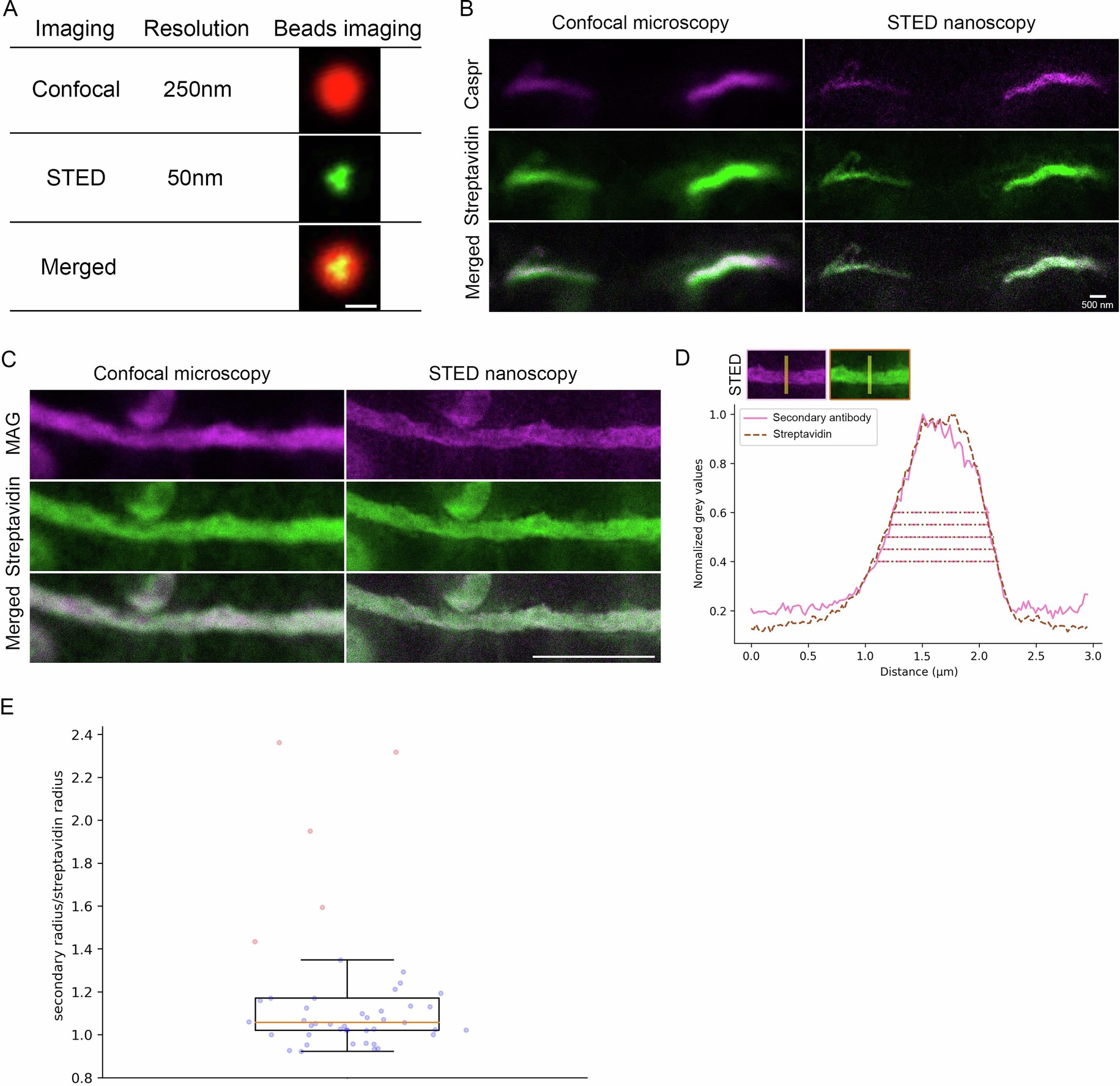 Extended Data Fig. 3: Super-resolution STED microscopy demonstrates spatial precision of proximity labeling.