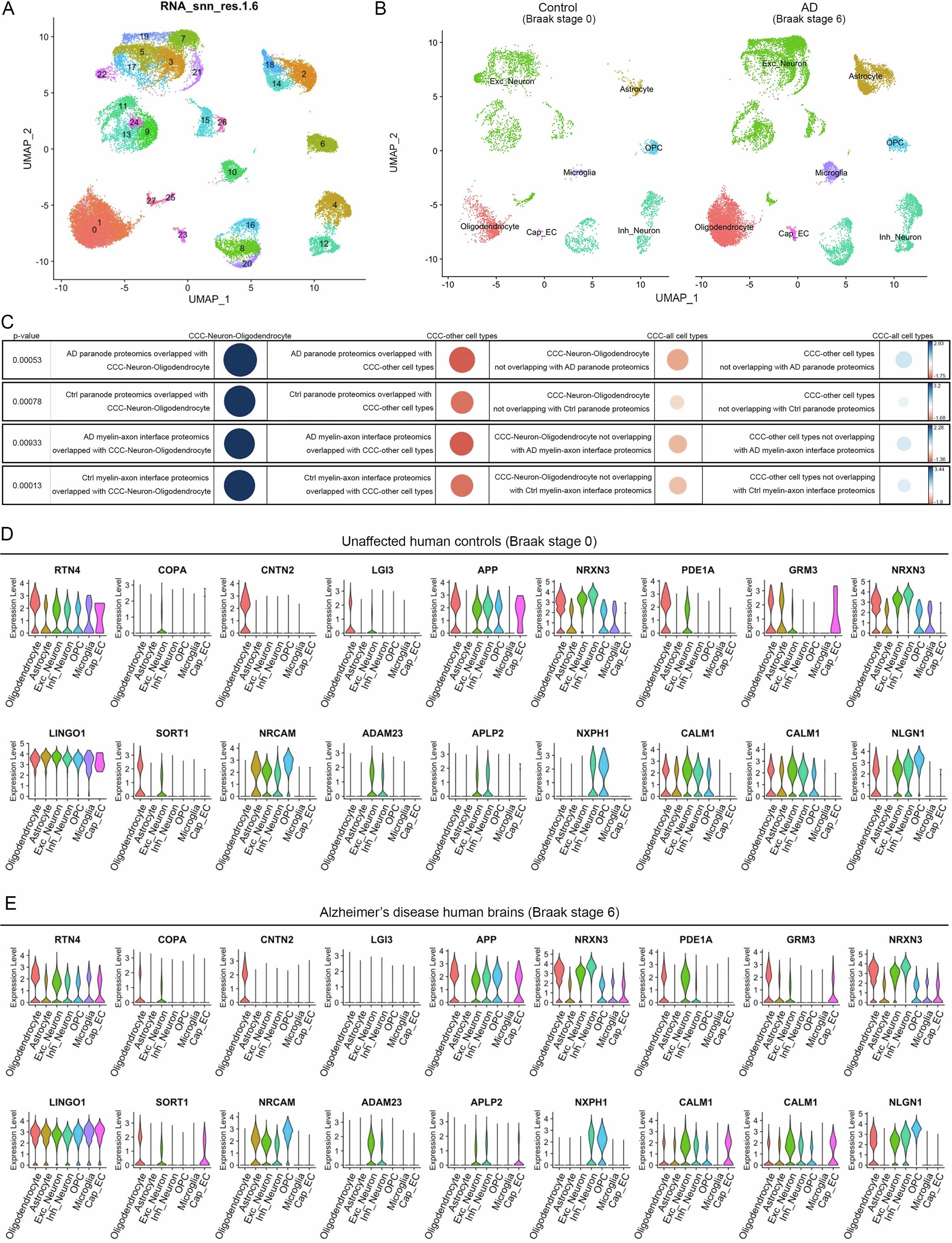 Extended Data Fig. 8: Cell-cell communication analysis revealing ligand-receptor interaction at the myelin-axon interface.
