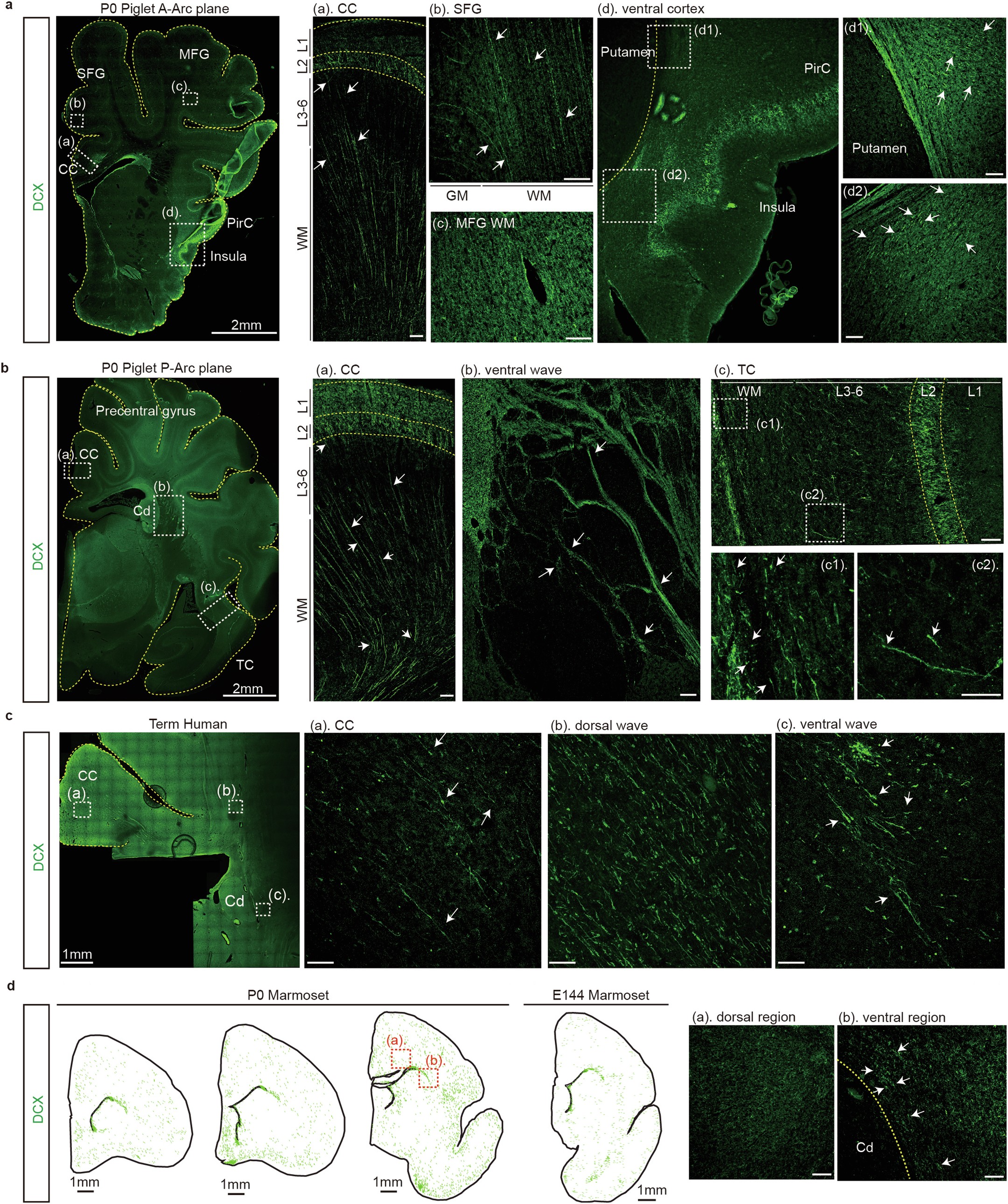 Extended Data Fig. 7: Dorsal and ventral migratory streams from the Arc target distinct cortical regions in neonatal human and piglet brains.