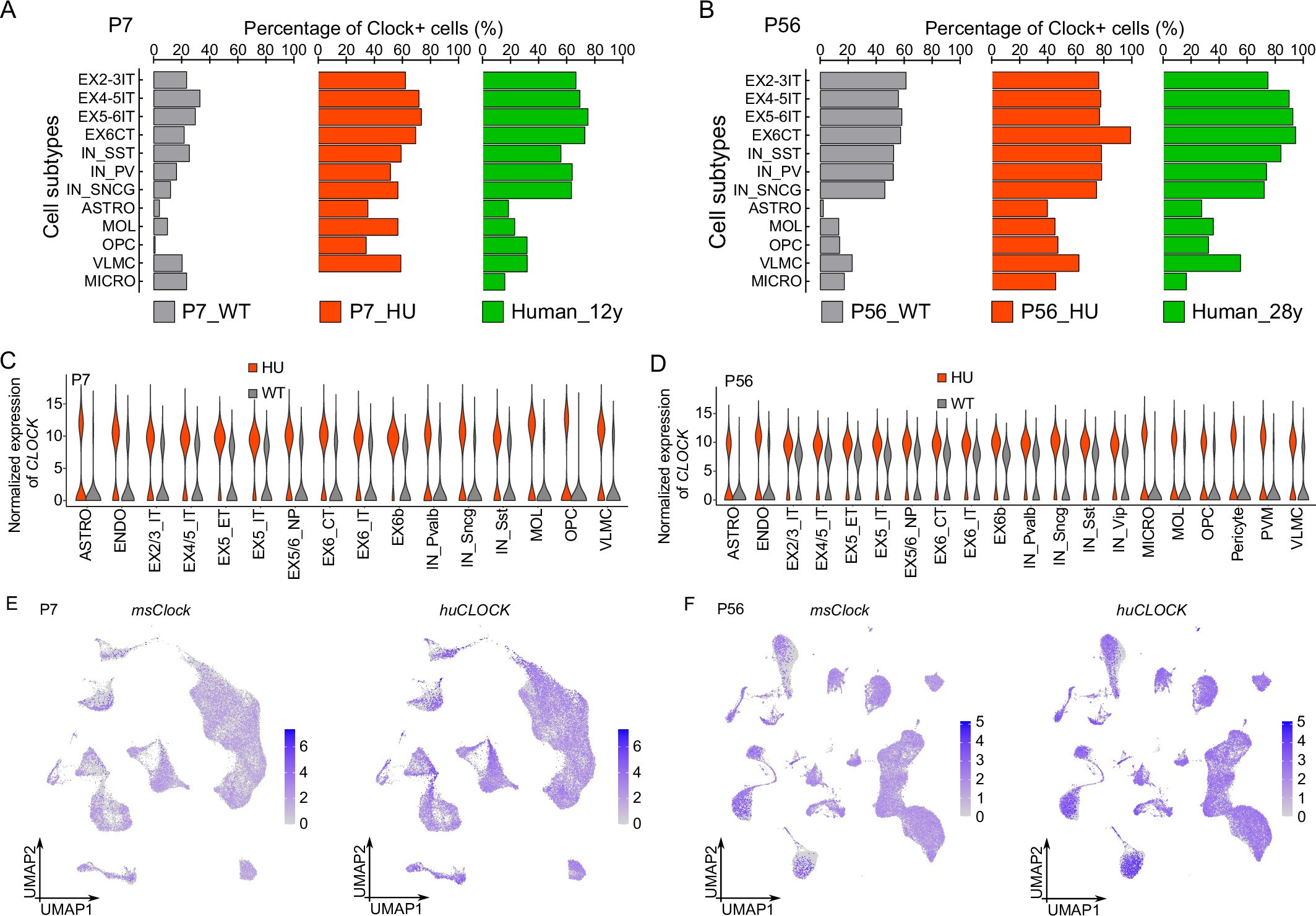 Extended Data Fig. 3: Spatiotemporal expression of CLOCK/Clock across cell types in the neocortex.