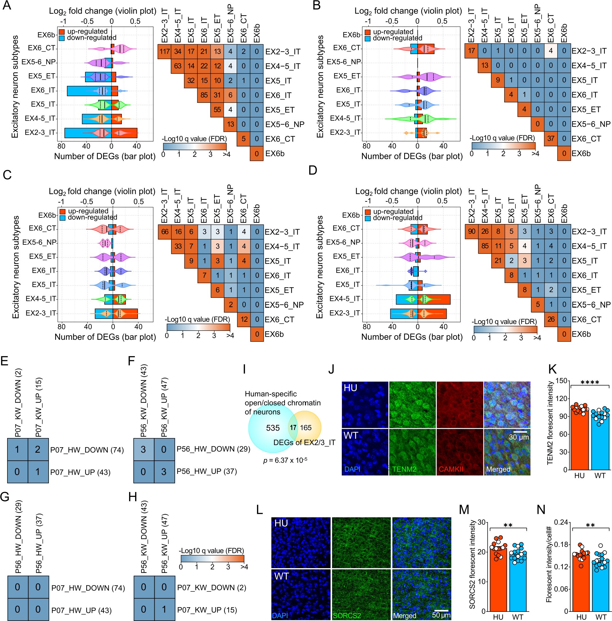 Extended Data Fig. 4: Comparison of downstream genes regulated by human and mouse CLOCK in subtypes of excitatory neurons across developmental stages.