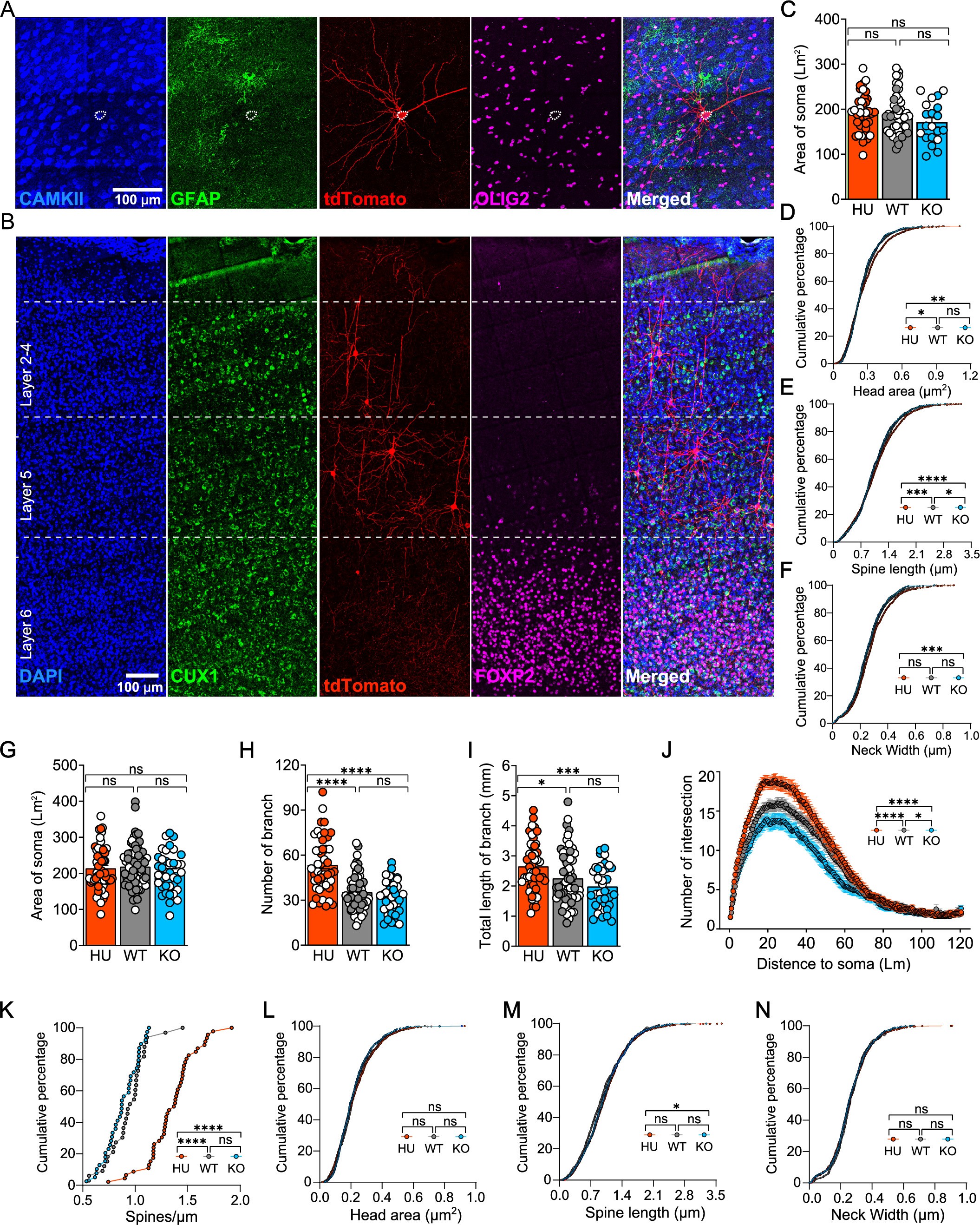Extended Data Fig. 5: Neuronal morphology of layer 2-4 excitatory neurons in frontal cortex.