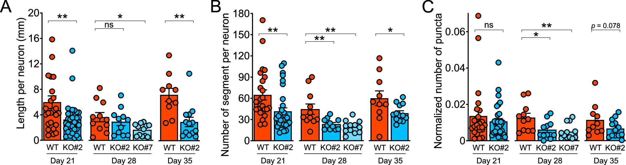 Extended Data Fig. 6: Additional data to confirm CLOCK KO reduces dendritic complexity and spine density in iPSC-derived neurons.