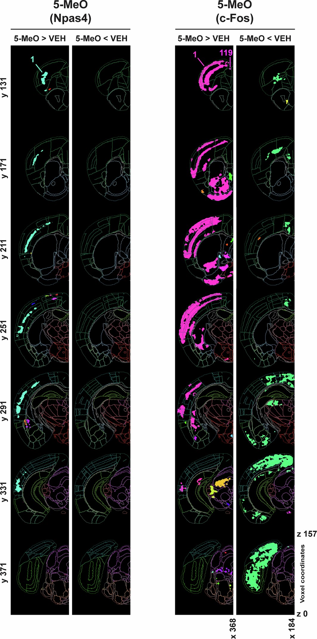 Extended Data Fig. 8: Effects of 5-MeO on c-Fos and Npas4 immunofluorescence shown in mouse coronal slices.