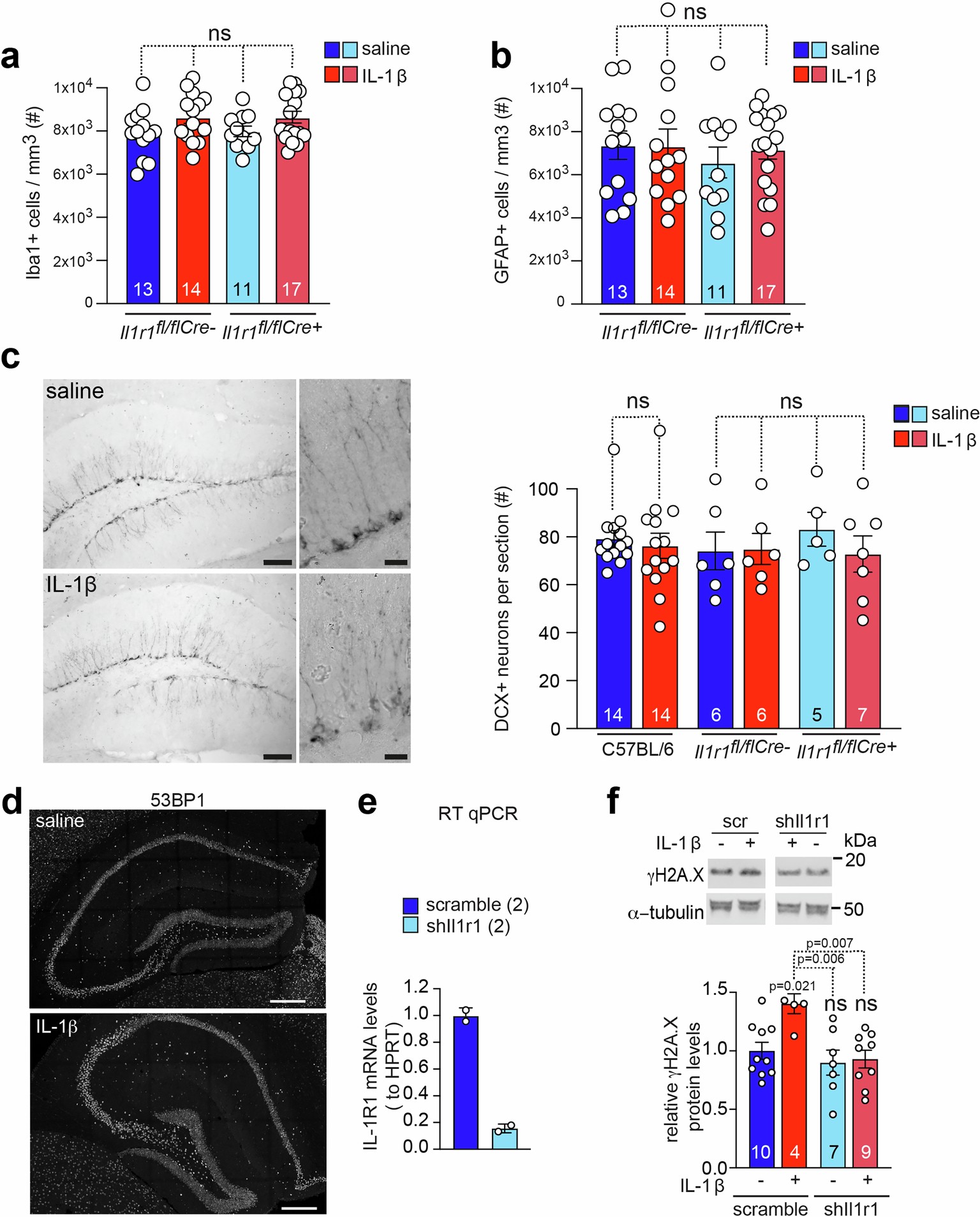 Extended Data Fig. 5: Astrocyte, microglia and new-born neuron cell numbers remain largely unaffected upon ablation of IL1r1 in neurons, unlike DSB levels, despite chronic systemic exposure to IL-1β.