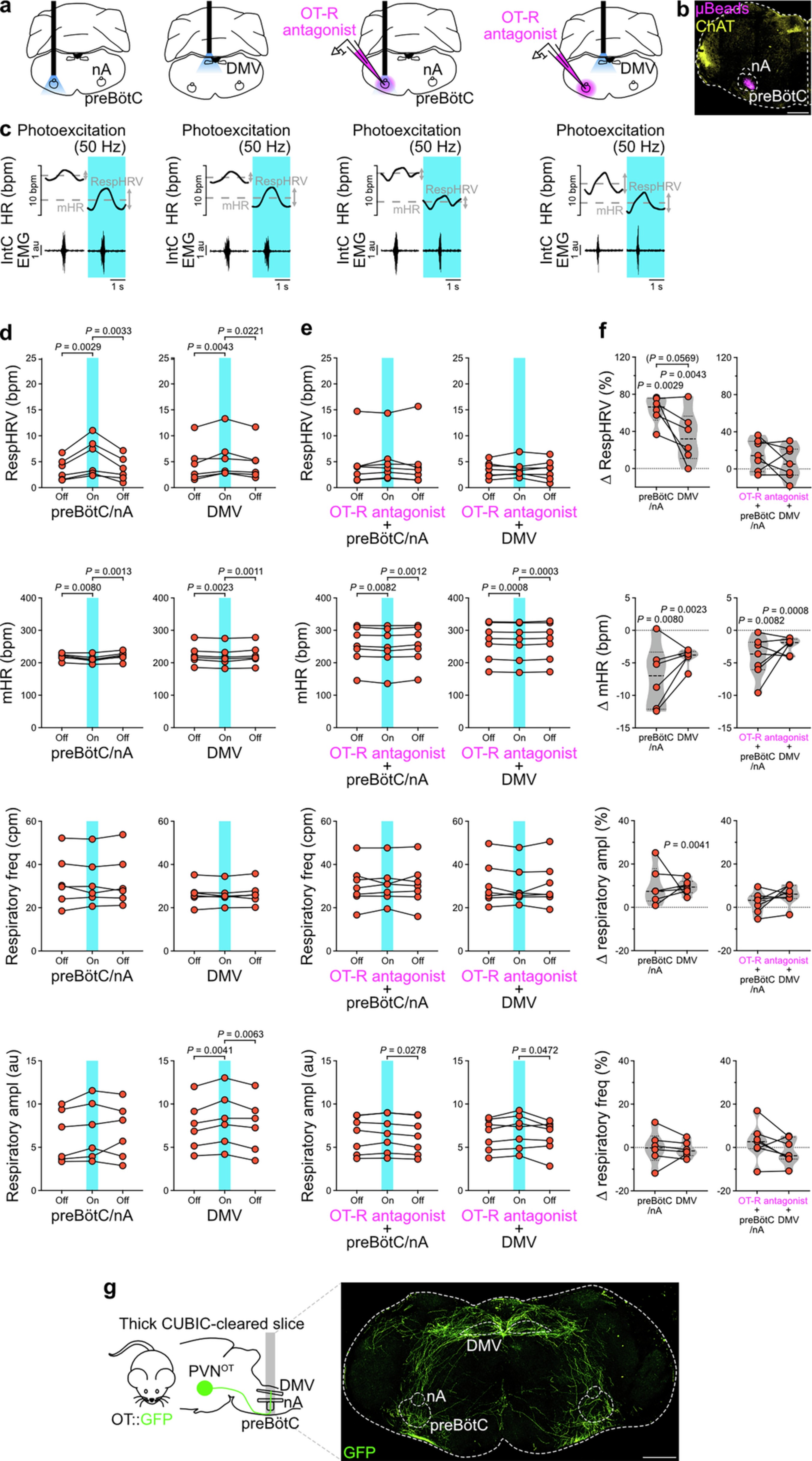 Extended Data Fig. 5: PVNOT fibers can decrease mHR via DMV connectivity in adult anesthetized mice.