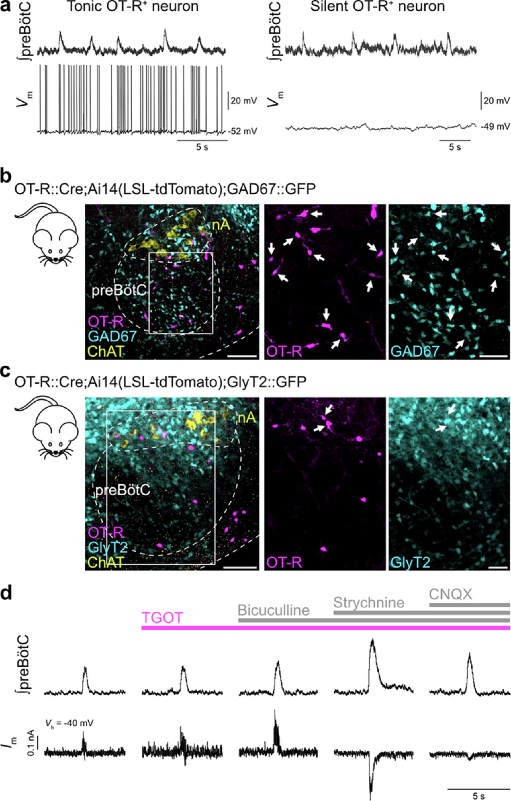Extended Data Fig. 8: OT-R+ neurons outside of the preBötC do not discharge in phase with preBötC inspiratory bursts, the neurochemical phenotype of preBötCOT-R neurons is similar in P0 mice compared to adults, and characterization of the excitatory post-synaptic currents in nA neurons during inspiratory bursts.