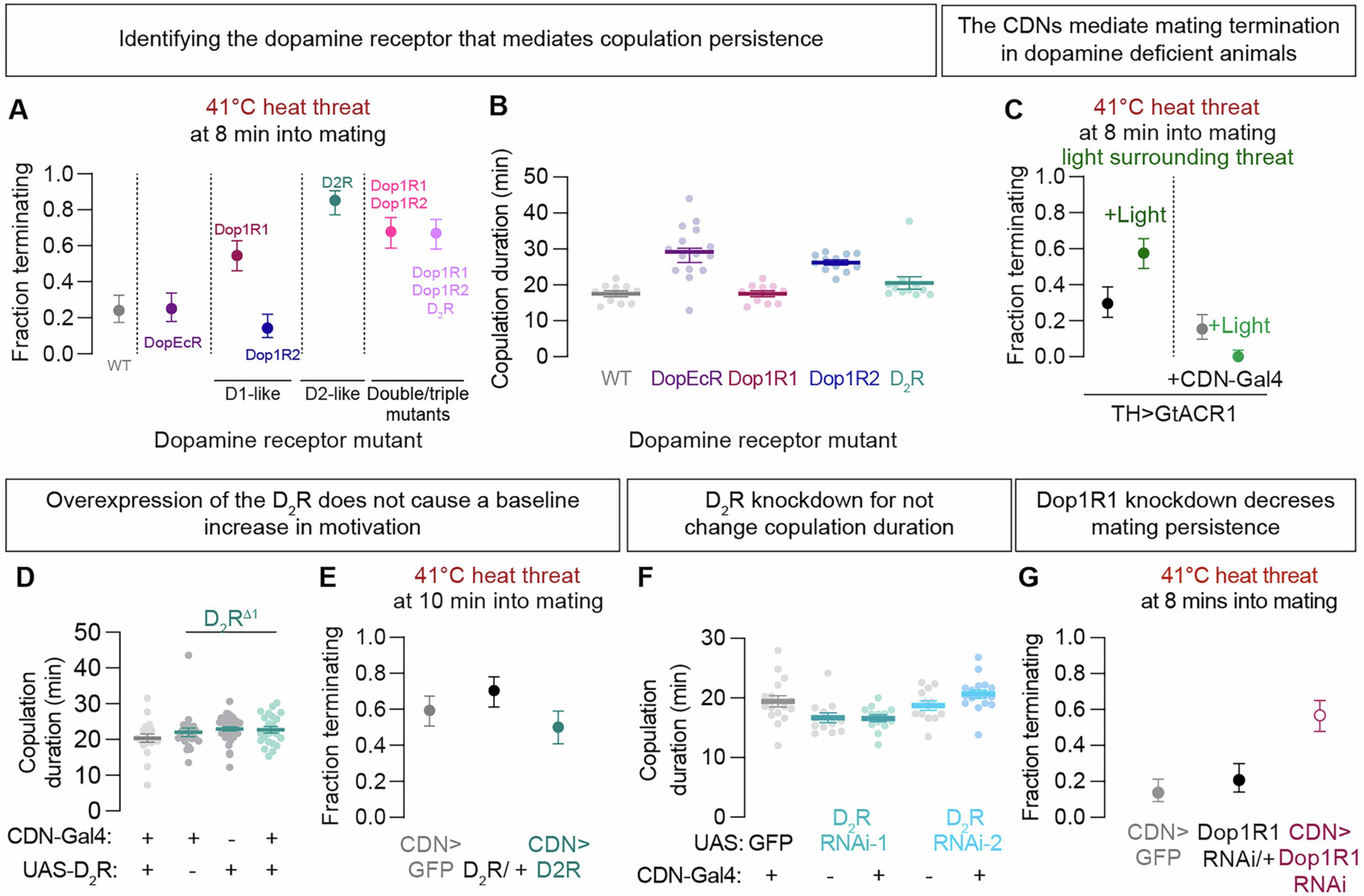 Extended Data Fig. 4: Dopamine signaling to the CDNs through the D2R supports mating persistence.
