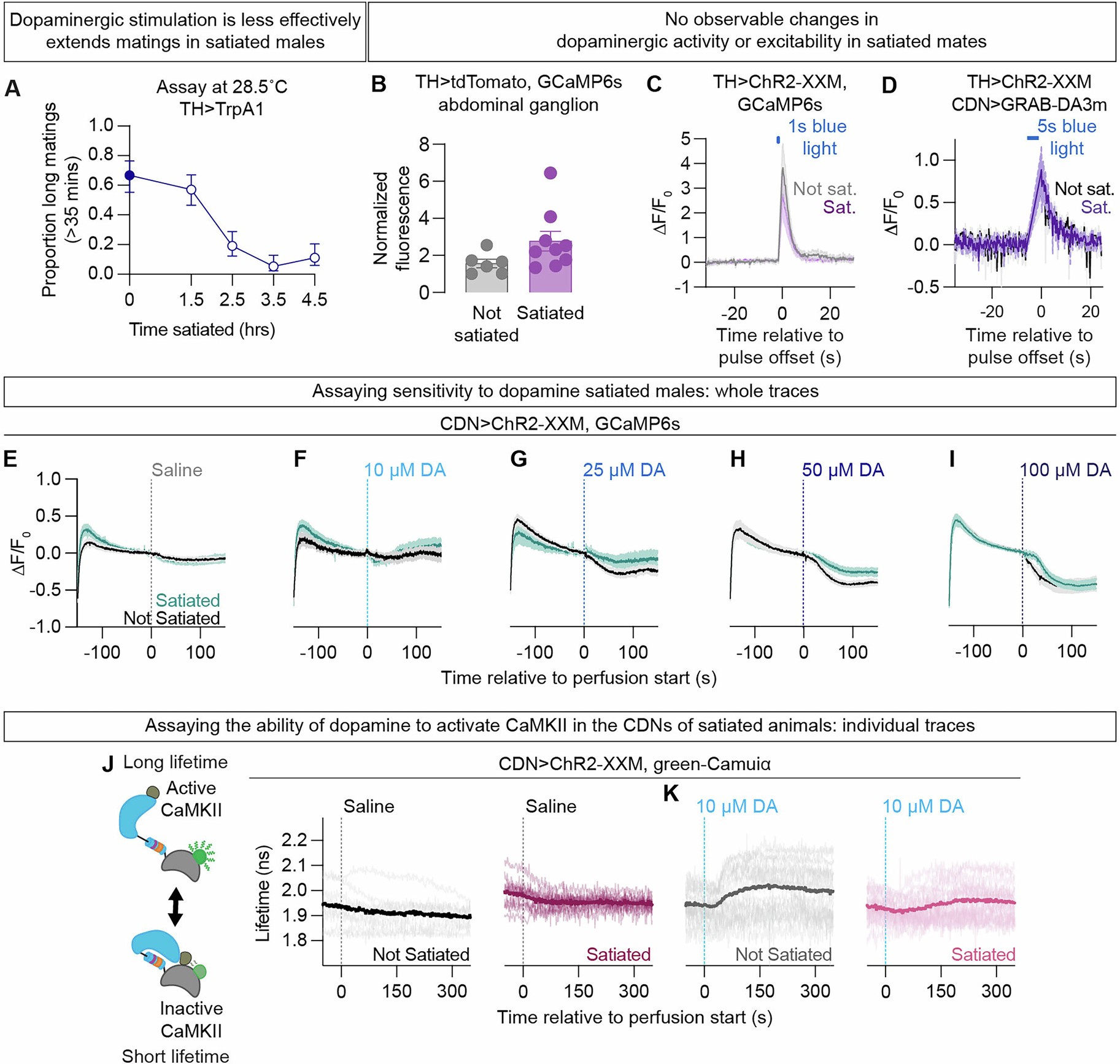 Extended Data Fig. 7: Assessment of dopaminergic signaling in satiated animals.