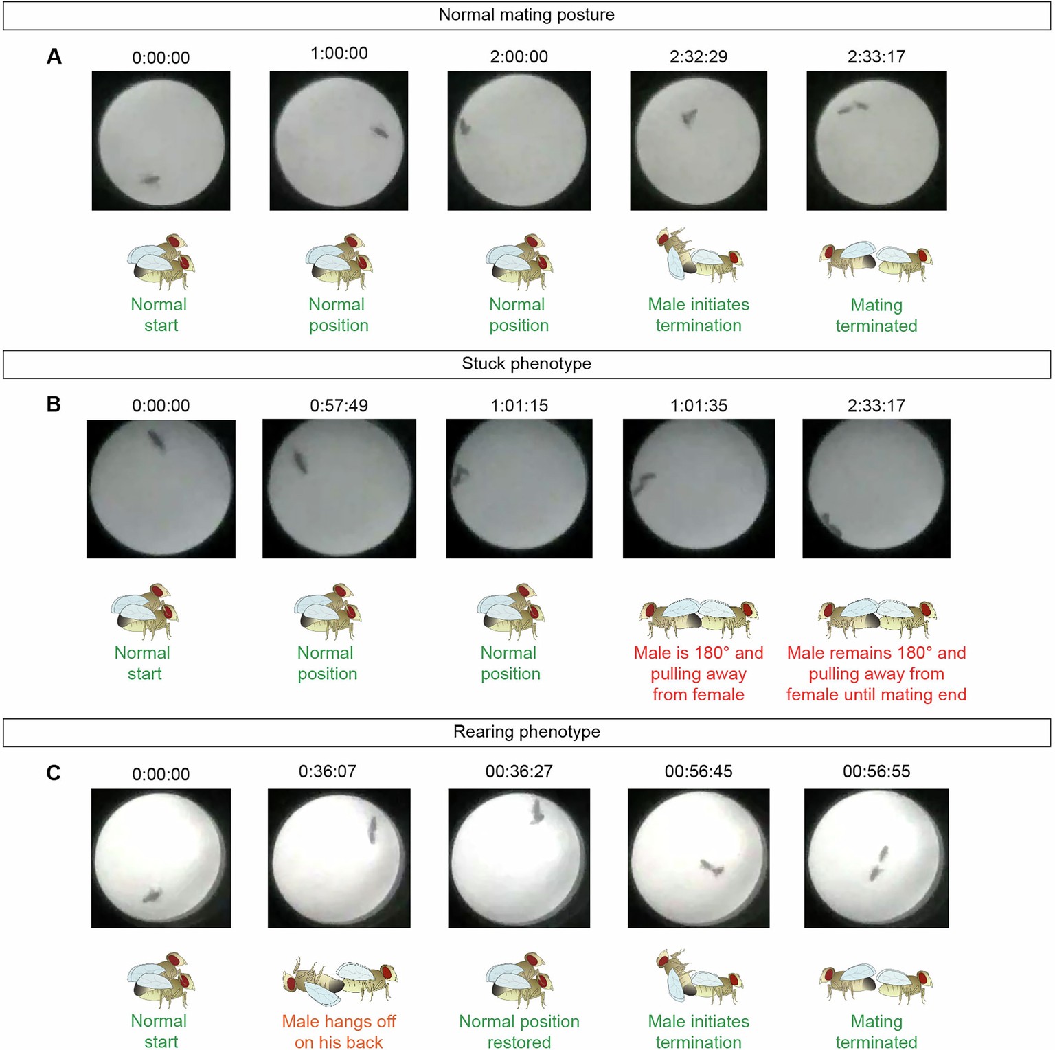 Extended Data Fig. 10: Scoring extended copulations.