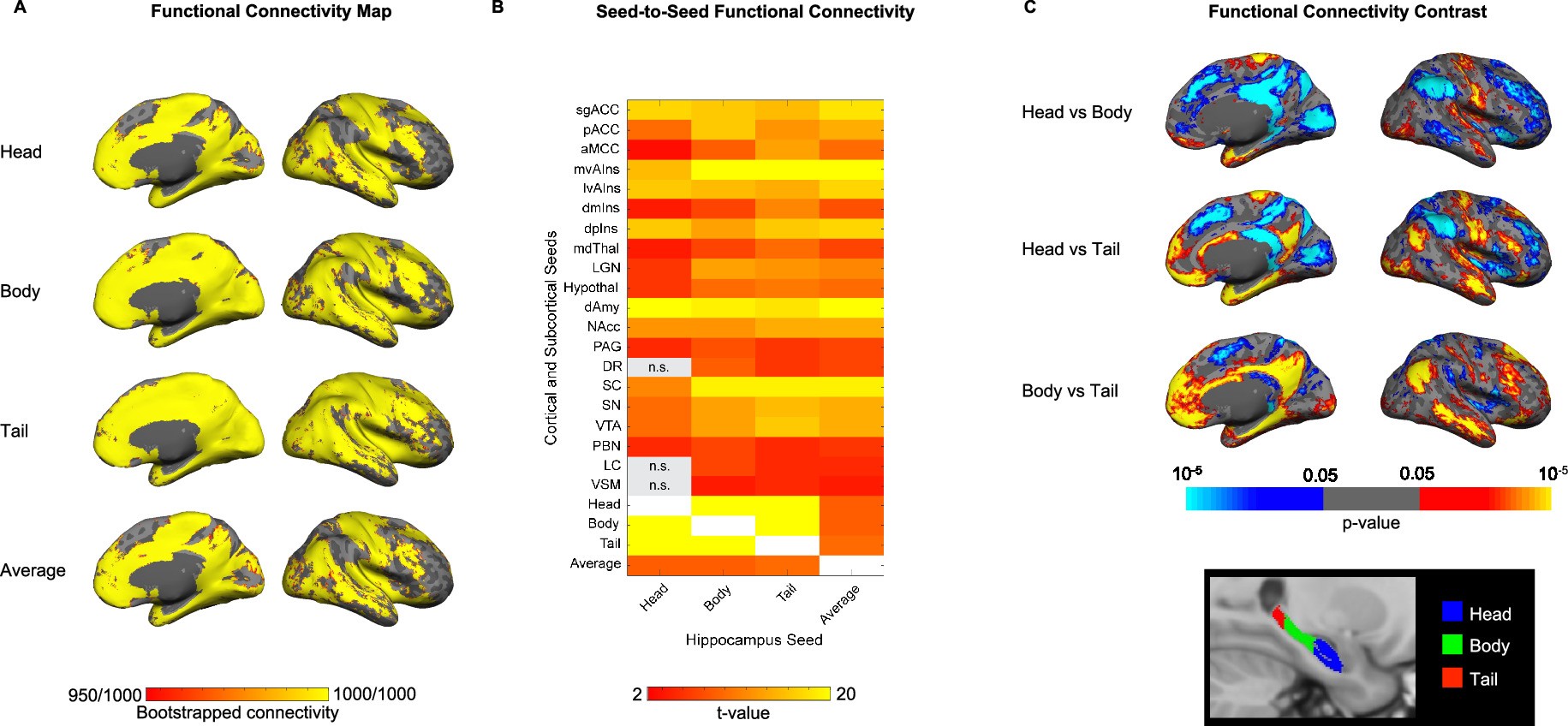 Extended Data Fig. 5: Intrinsic connectivity of the hippocampus and its subregions within the allostatic-interoceptive system.