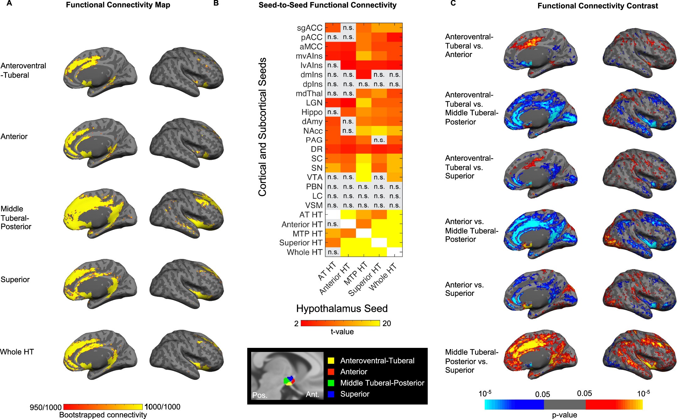 Extended Data Fig. 7: Intrinsic connectivity of the hypothalamus and its subregions within the allostatic-interoceptive system.