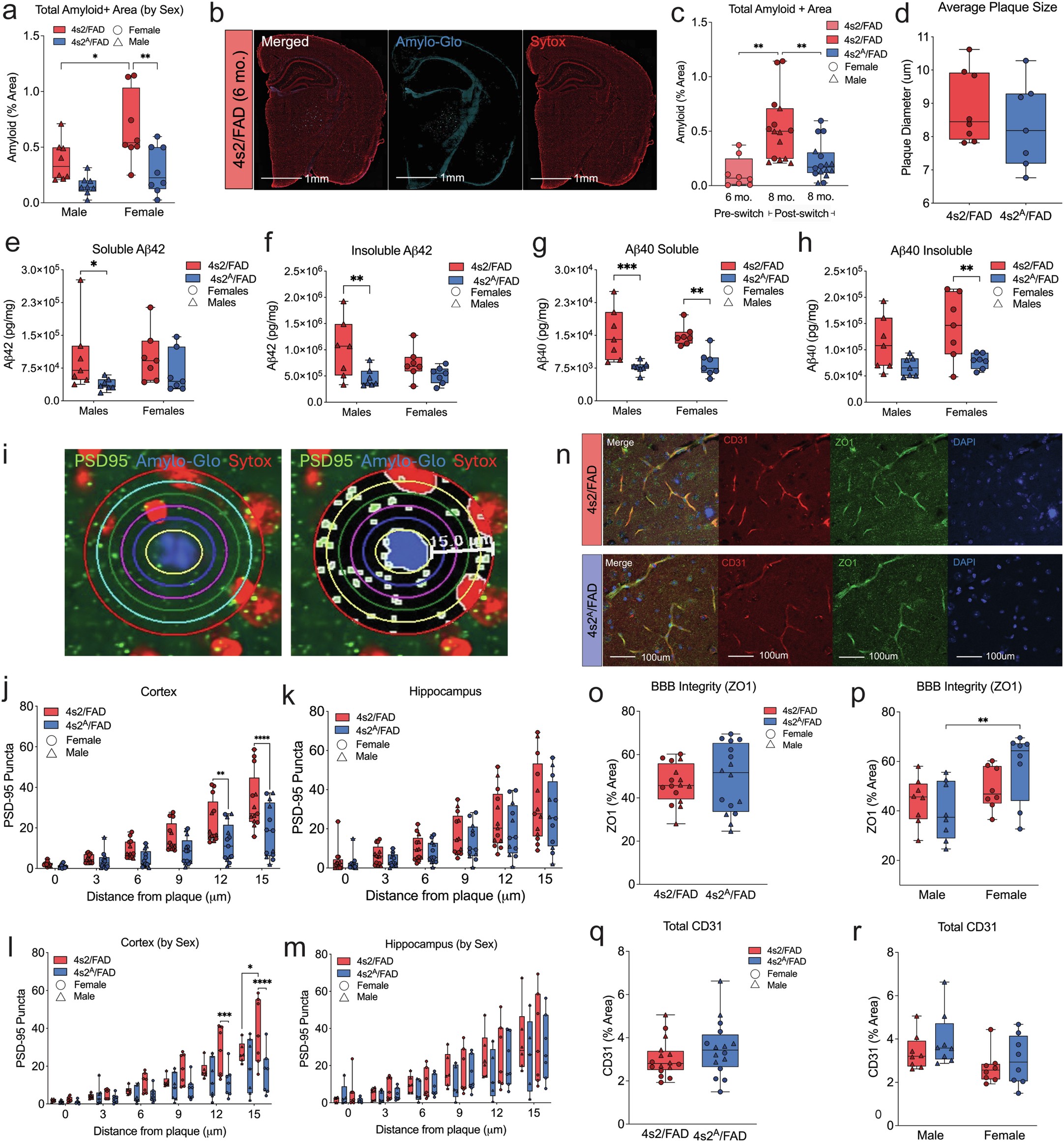 Extended Data Fig. 7: Amyloid deposition by sex, plaque toxicity, and tight junction protein quantification.