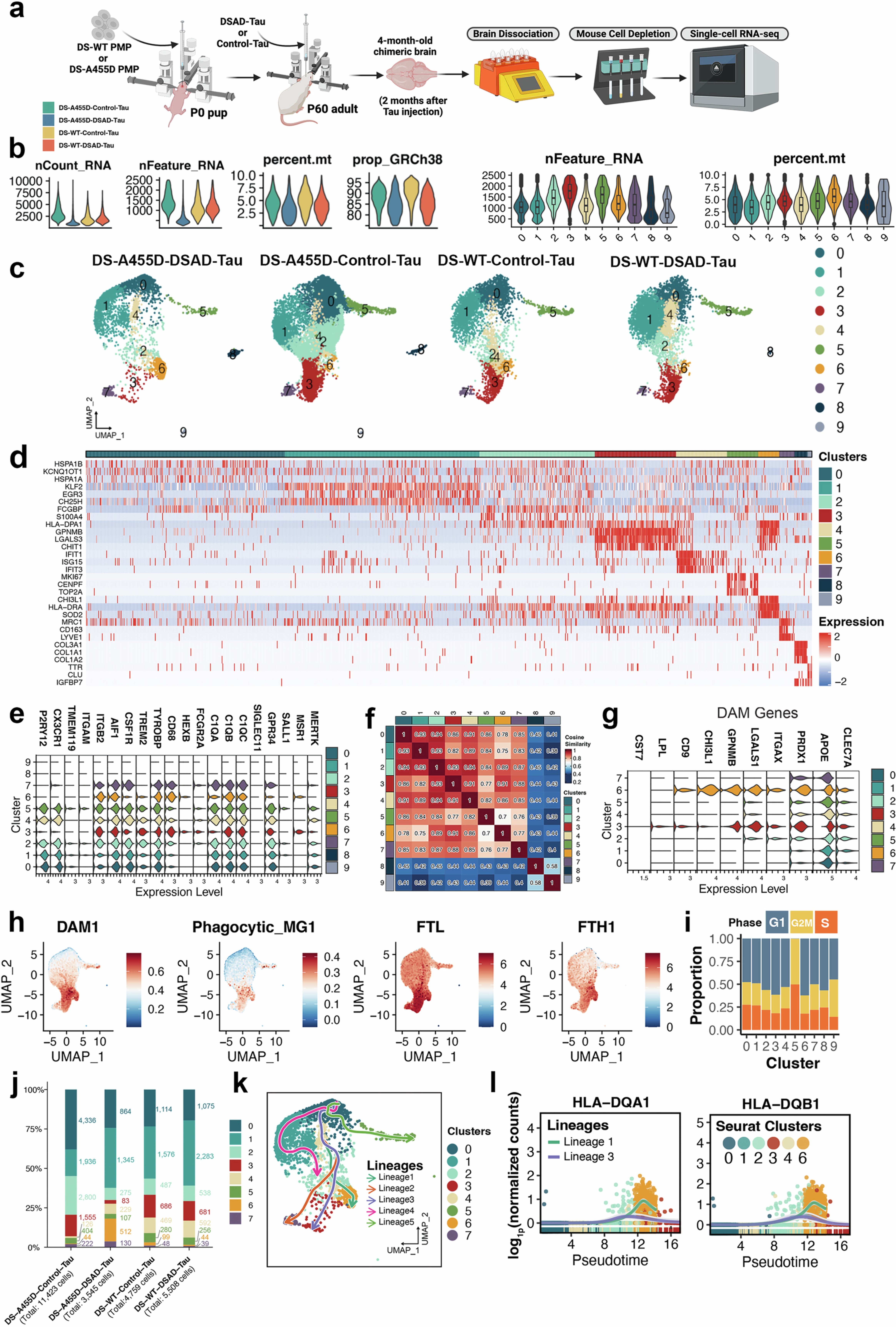 Extended Data Fig. 3: scRNA-seq analysis of DS-WT and DS-A455D microglia in response to DSAD-Tau S1 fraction in chimeric mice.