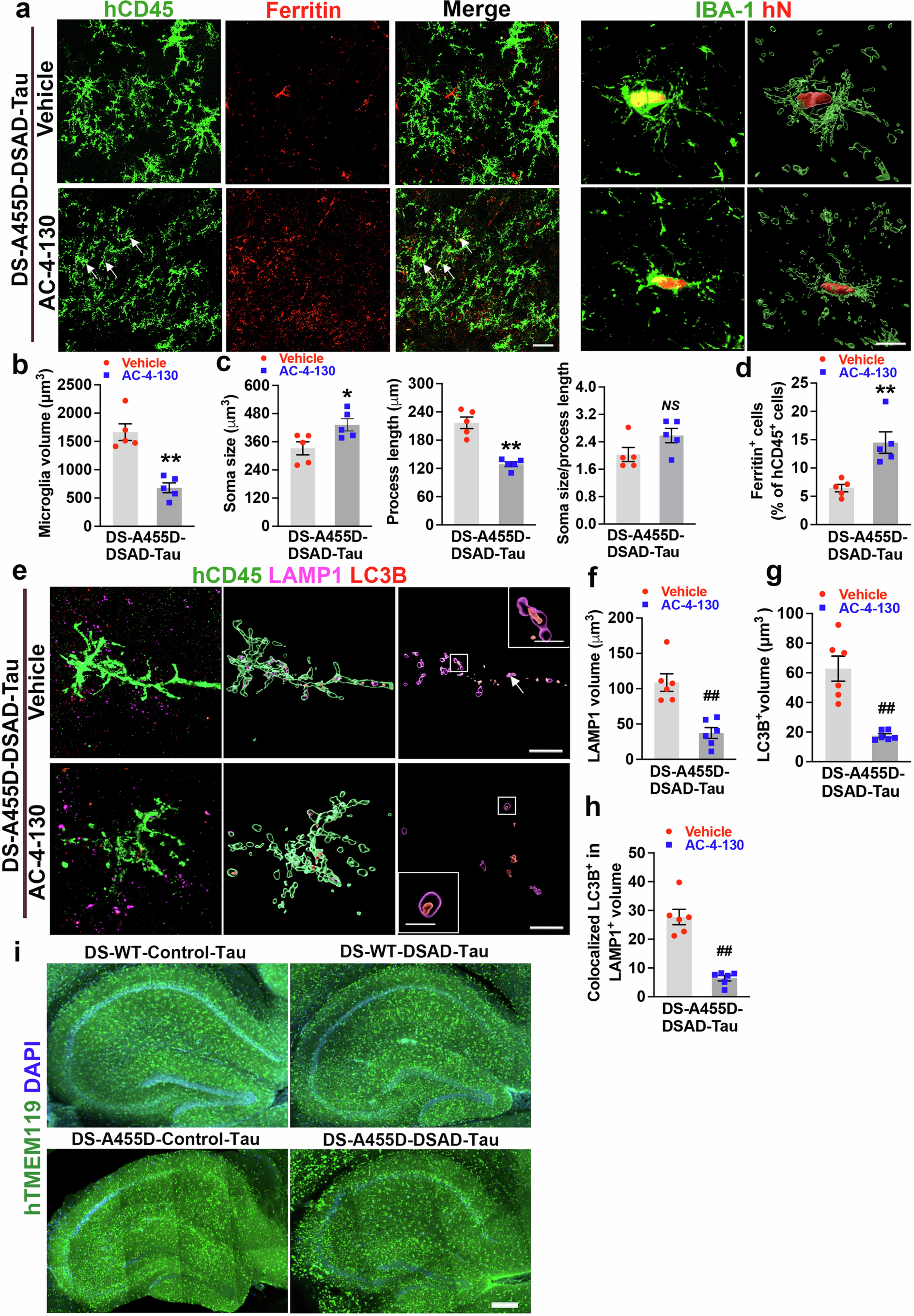 Extended Data Fig. 6: AC-4–130 treatment abolishes the protective effects of the CSF2RB A455D mutation on human microglia.
