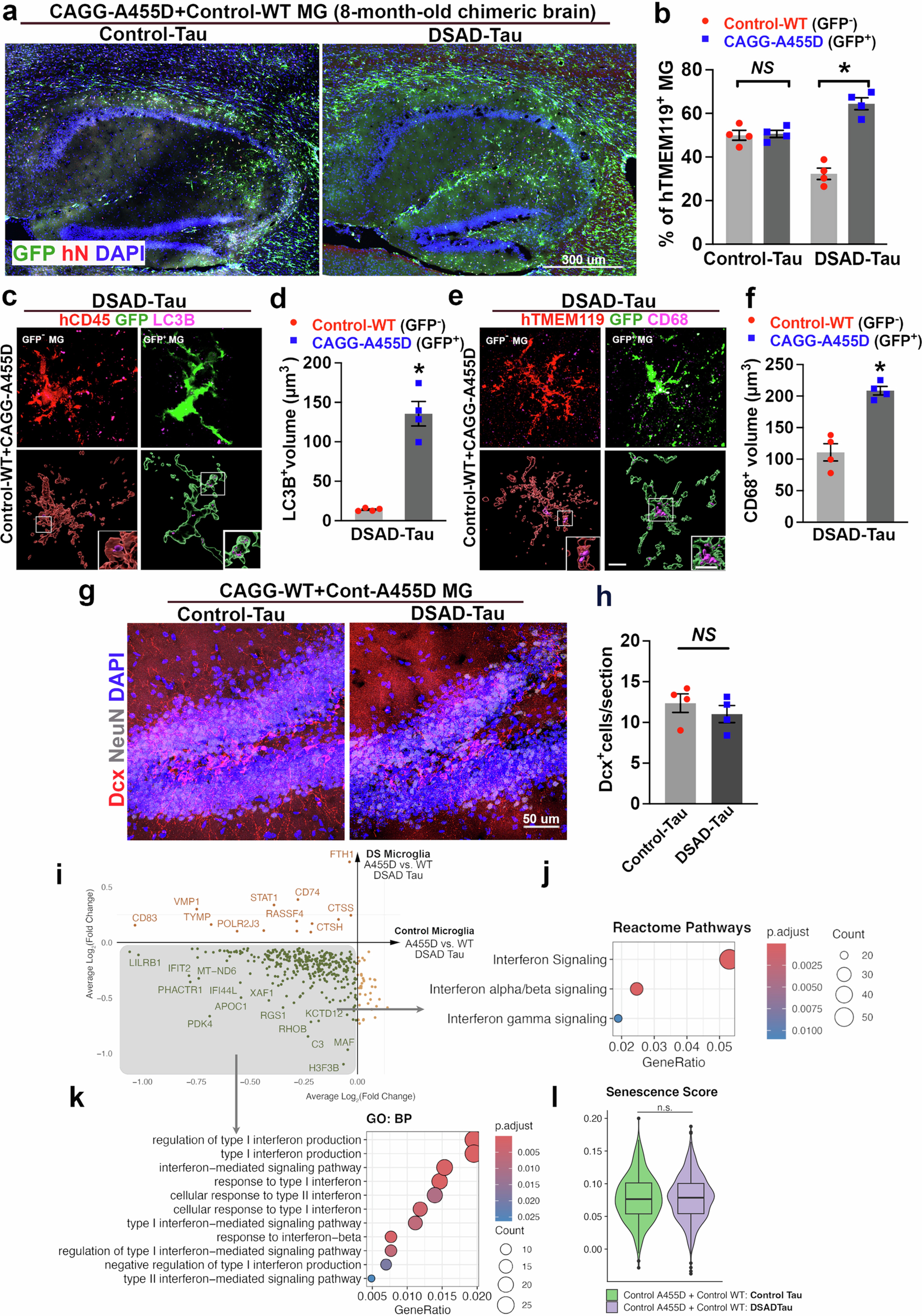 Extended Data Fig. 9: scRNA-seq analysis of control A455D microglia and control WT microglia exposed to DSAD-Tau S1 fraction.