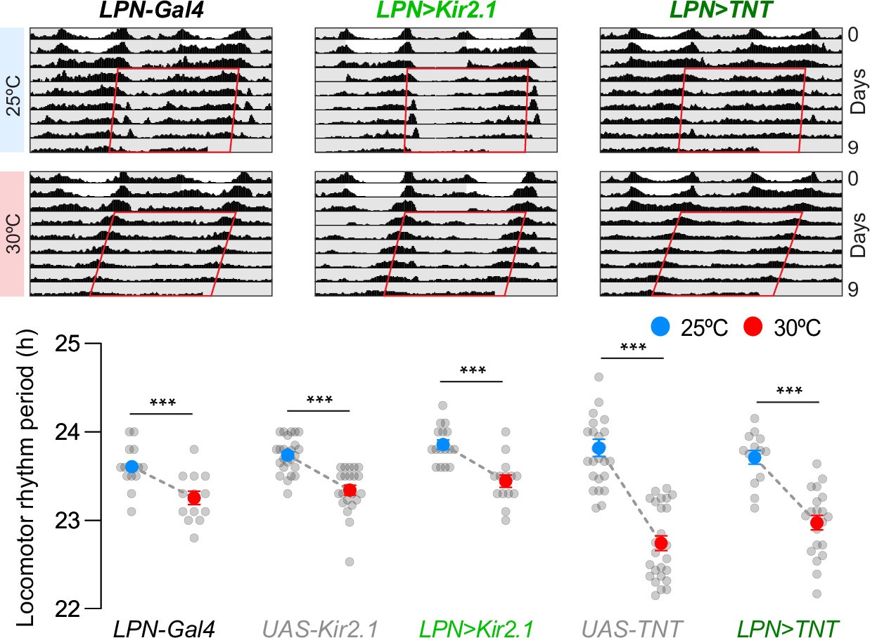 Extended Data Fig. 5: LPN clock neurons are not required for temperature-dependent adjustment of clock speed.