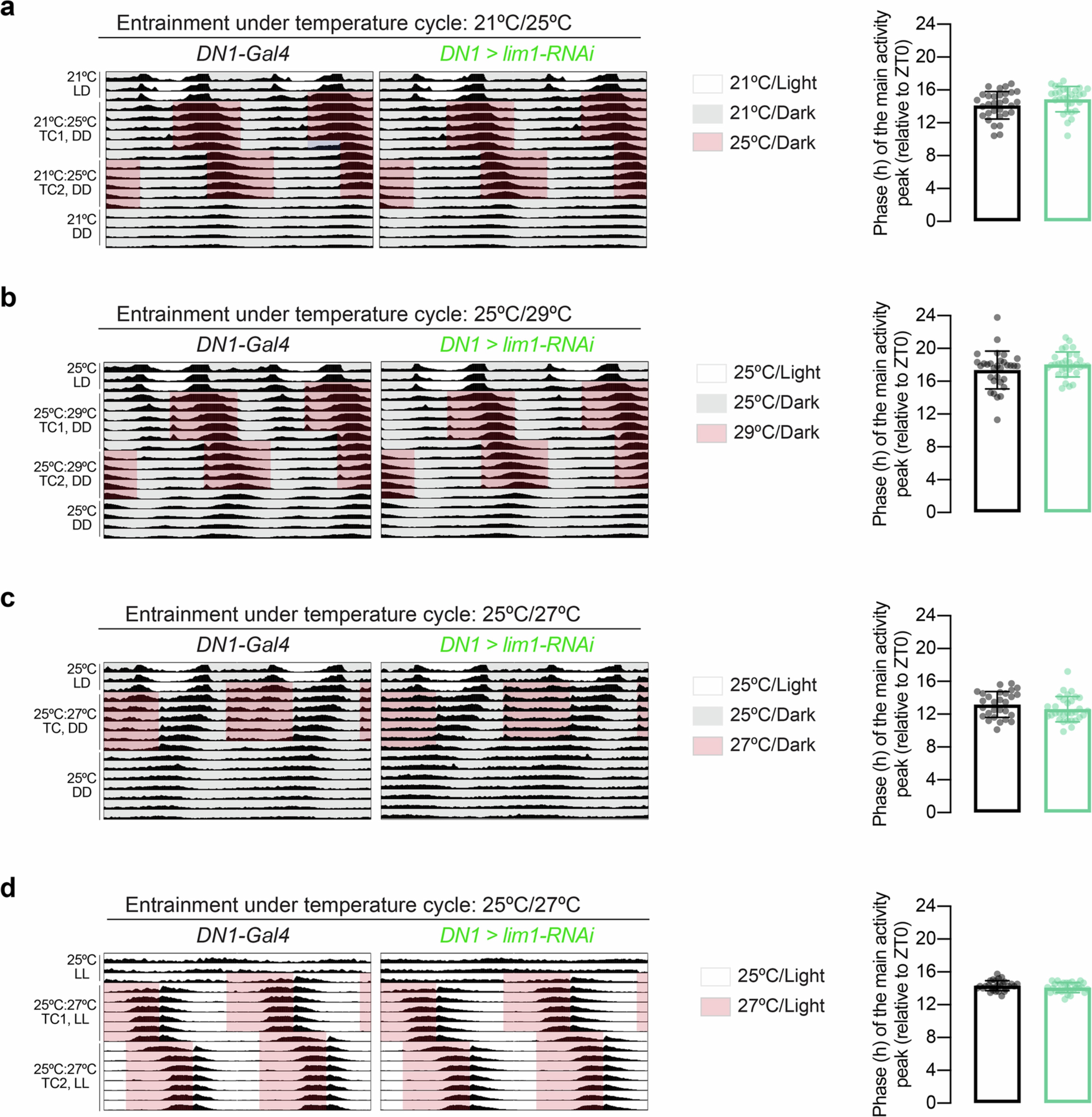 Extended Data Fig. 8: Lim1 does not regulate entrainment of the clock phase to temperature cycles.