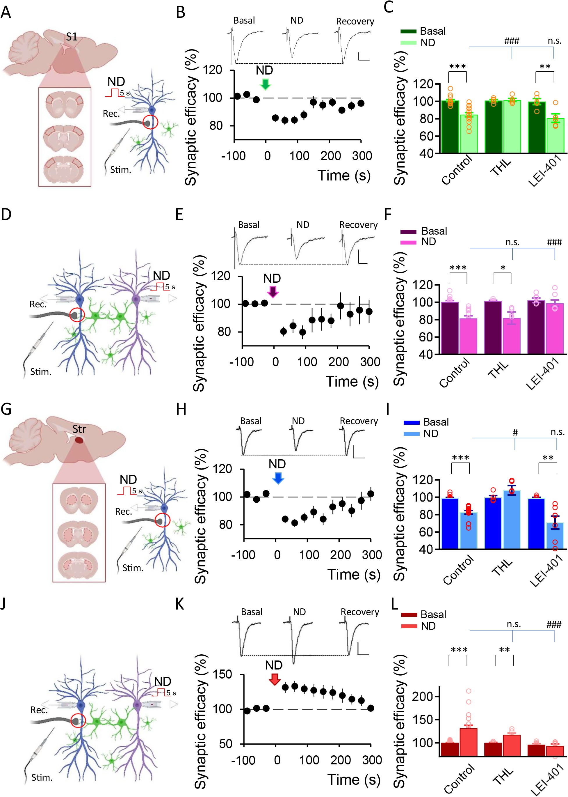 Extended Data Fig. 4: 2-AG signals to neurons and induces DSE and AEA signals to astrocytes and induces lateral regulation in the somatosensory cortex and dorsal striatum.