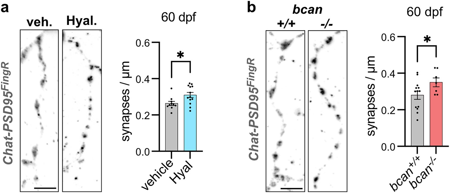 Extended Data Fig. 4: ECM depletion increases synapse density in the adult brain.