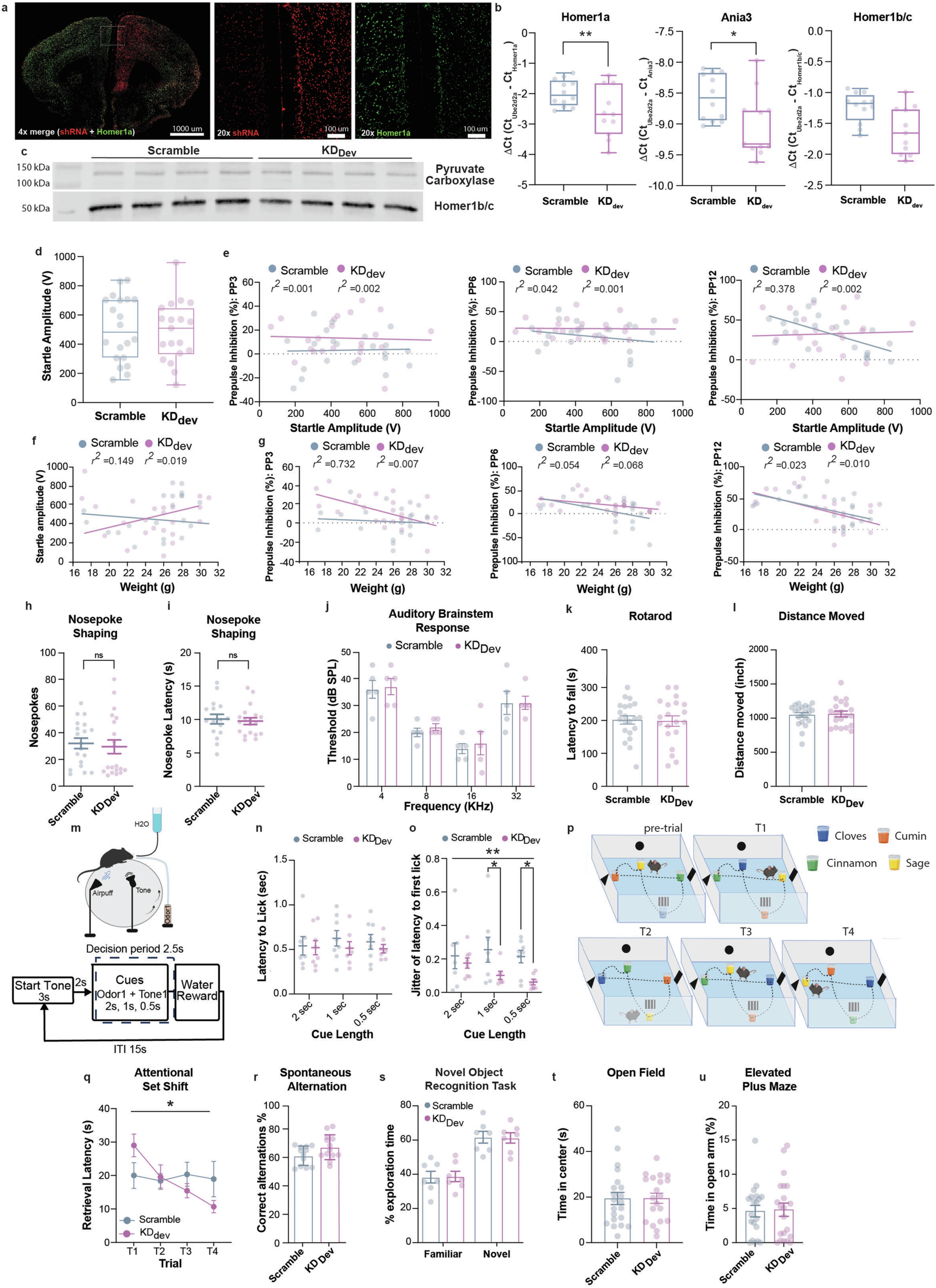 Extended Data Fig. 4: In vitro characterization of Ania3 shRNA construct and in vivo characterization of developmental knockdown (KDdev) manipulation.