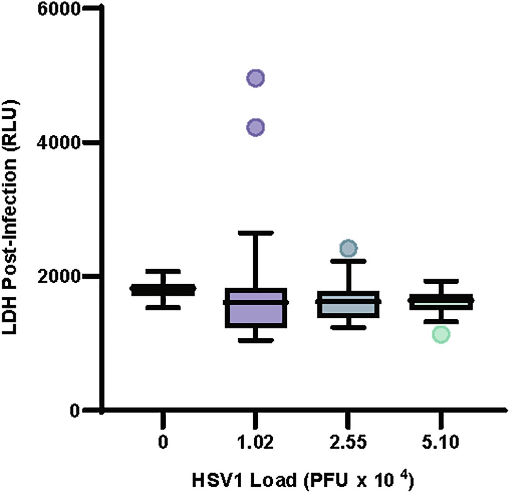 Extended Data Fig. 7: Cell death is not increased by HSV1 24 hours post infection.