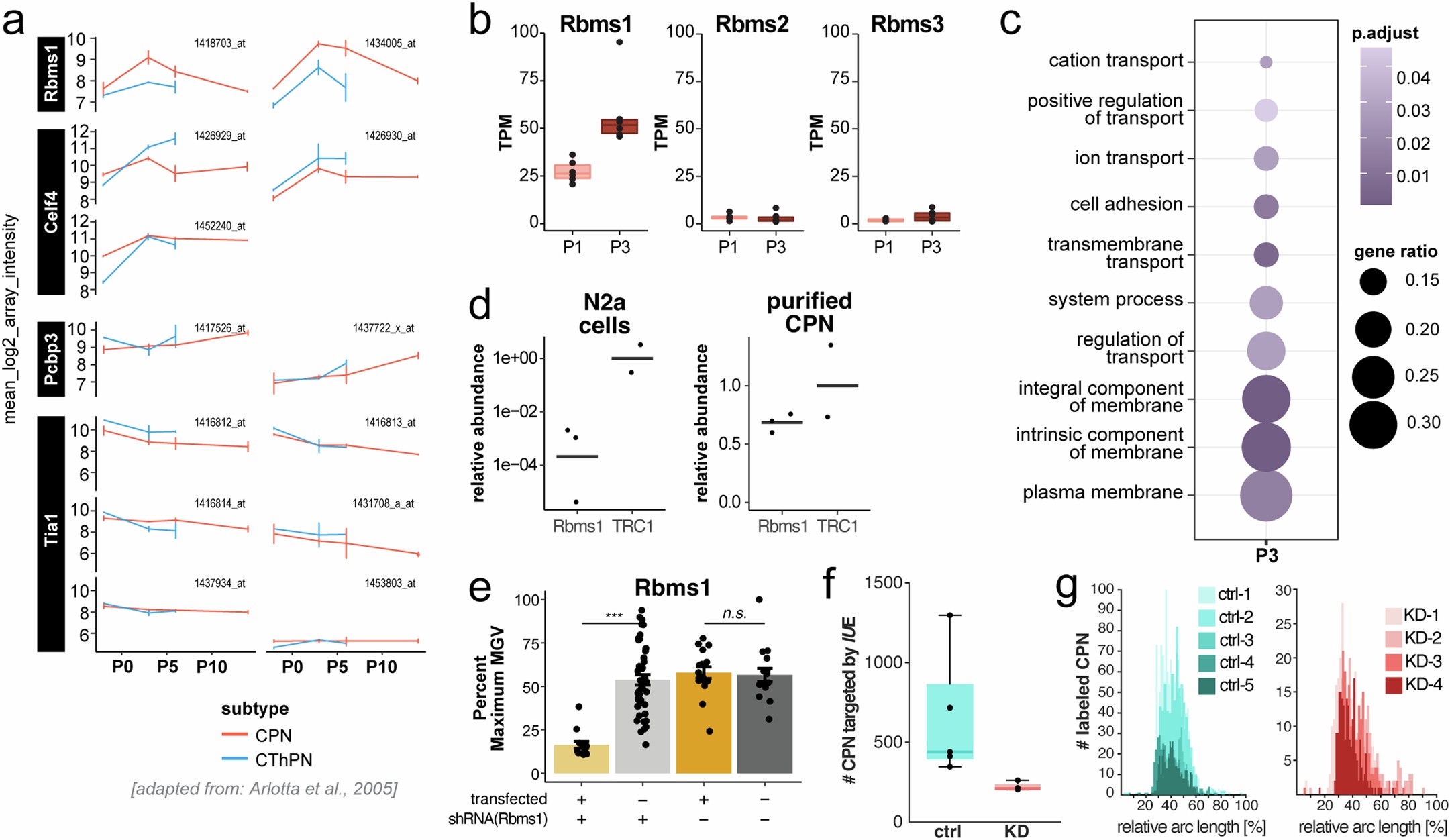 Extended Data Fig. 9: The RBP Rbms1 increases transcript levels from P0 to P5, and is likely involved in localization and stabilization of CPNGC transcripts.