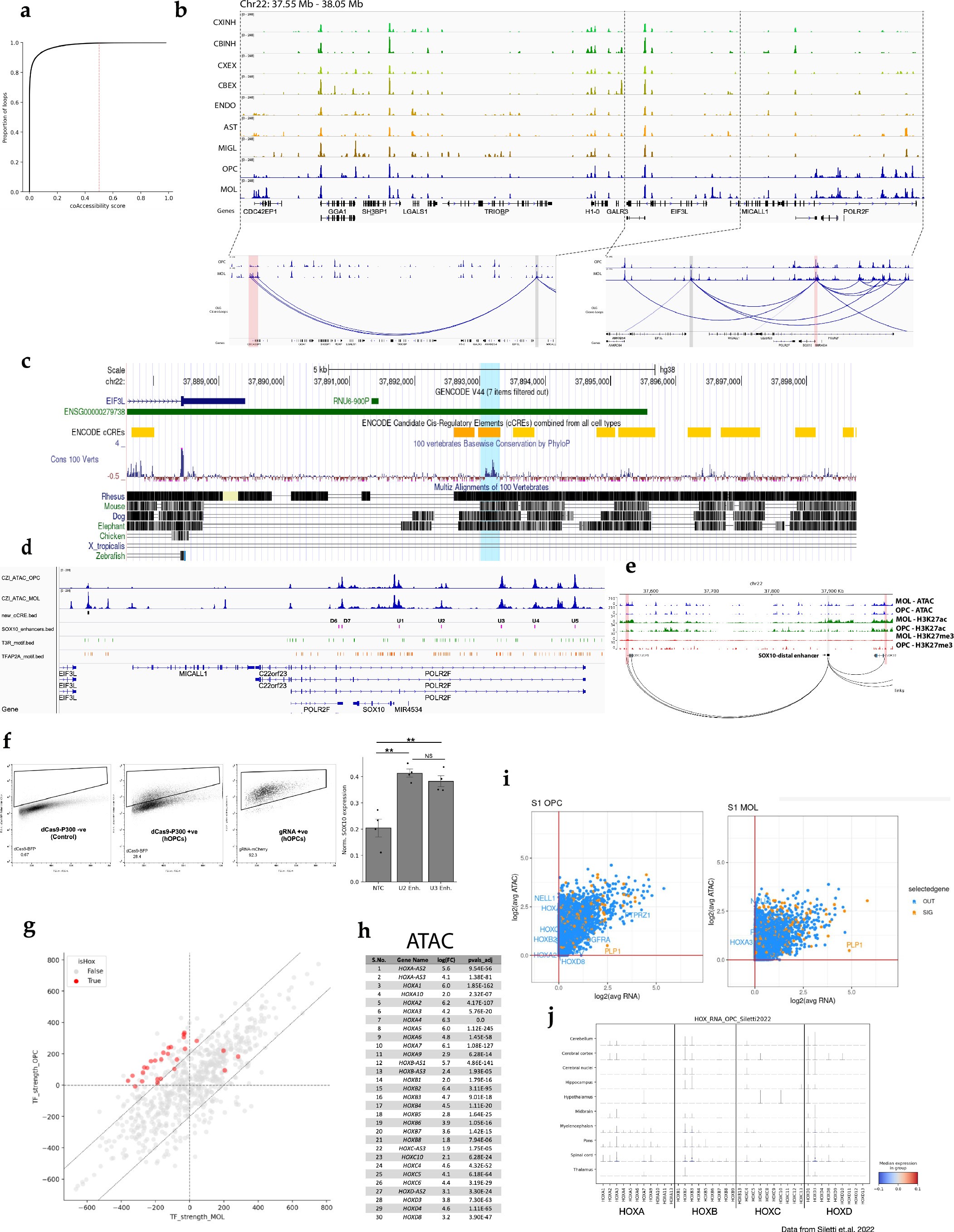 Extended Data Fig. 6: Co-accessibility analysis identifies a distal SOX10 enhancer in OLGs.