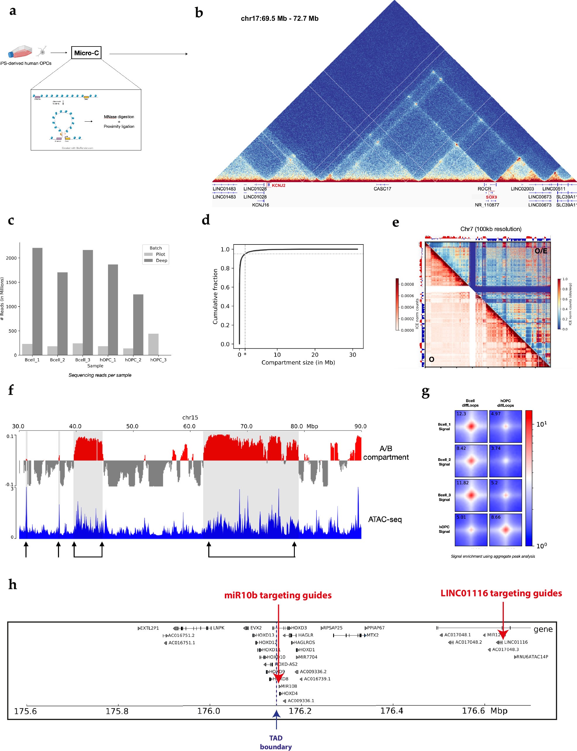 Extended Data Fig. 8: High-resolution Micro-C in human iPS-derived OPCs and primary B-cells shows cell-type-specific architecture.