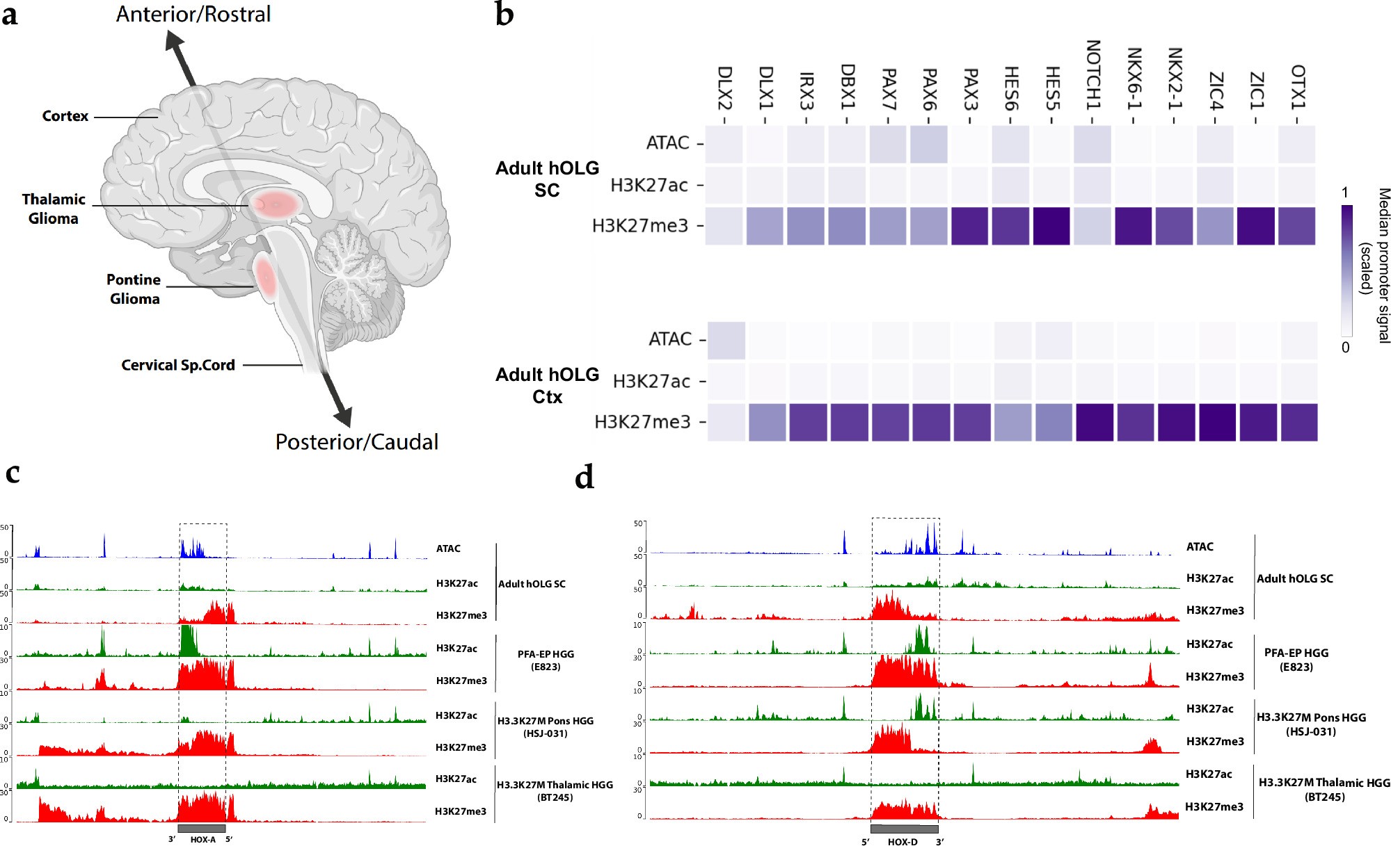 Extended Data Fig. 9: HOX-associated chromatin states in adult OLGs mirror regulatory programs in HGG.