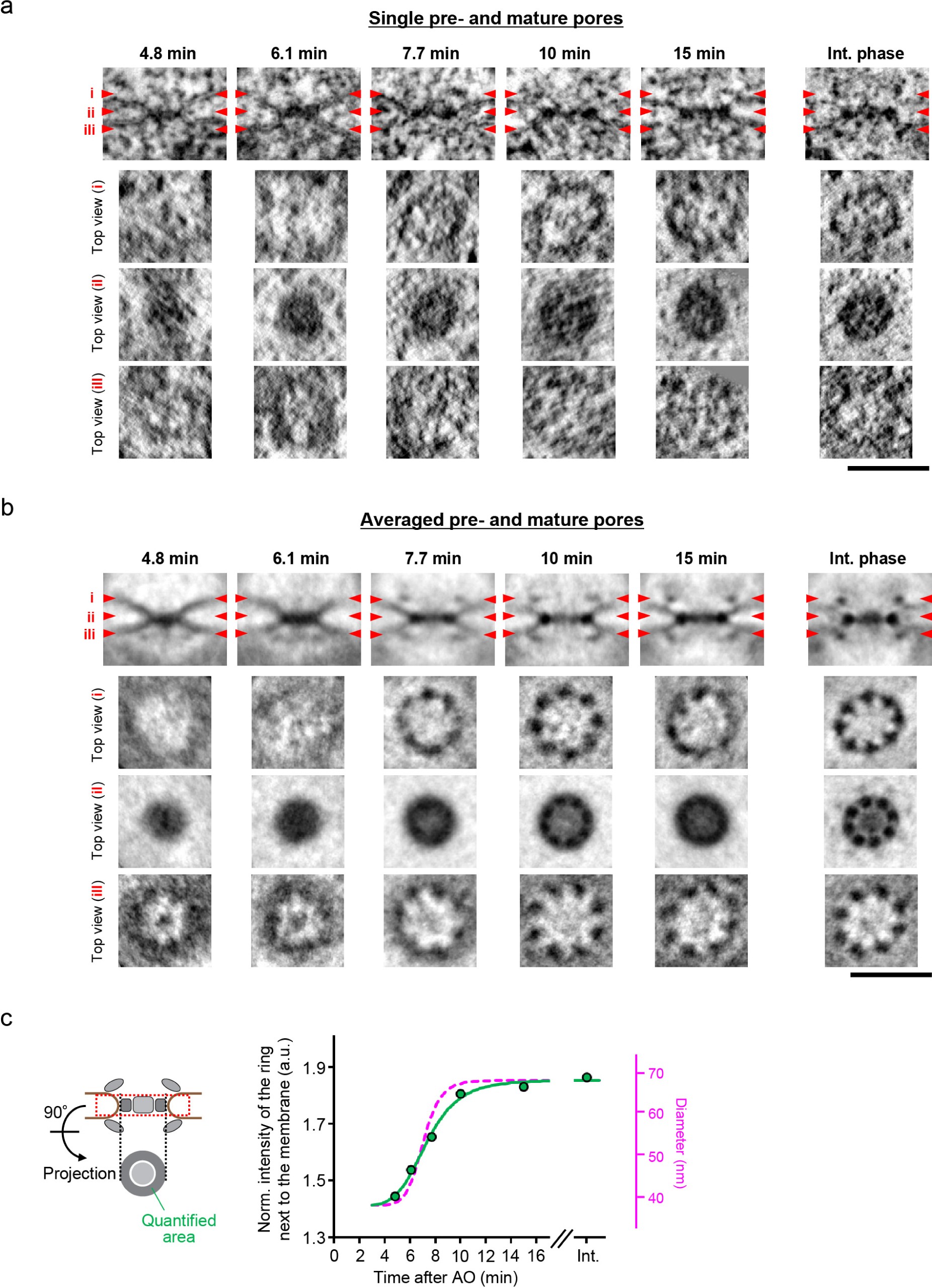 Supplementary Figure 7: 3D structural comparison of chronologically ordered prepores and mature pores.