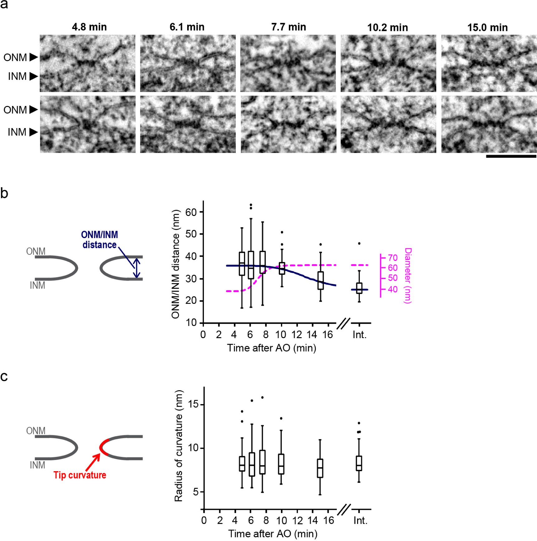 Supplementary Figure 2: Galleries of postmitotic NPC assembly intermediates and quantification of membrane distance and curvature.