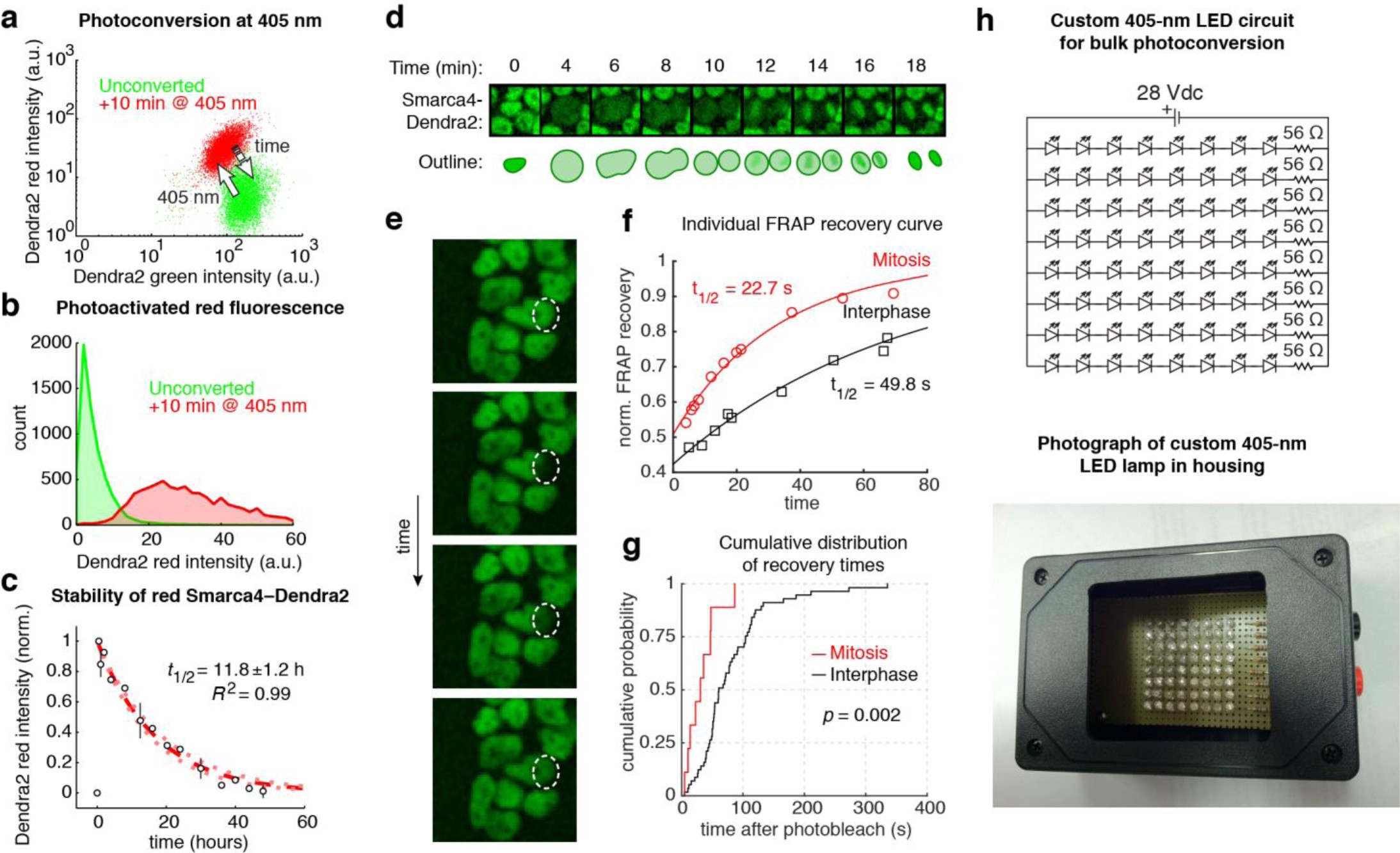 Supplementary Figure 3: SMARCA4-Dendra2 is highly stable and undergoes dynamic changes in interaction with chromatin throughout the cell cycle.