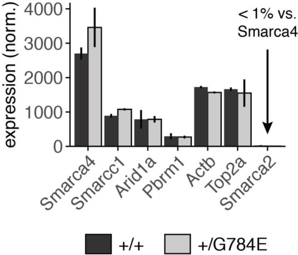 Supplementary Figure 9: SMARCA2 (BRM) is repressed in wild-type and mutant SMARCA4 mESCs.