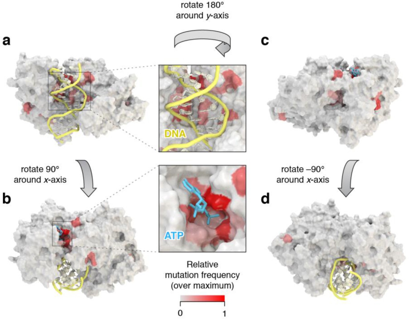 Supplementary Figure 1: The SMARCA4 ATP cleft and DNA groove are frequently mutated in cancer.