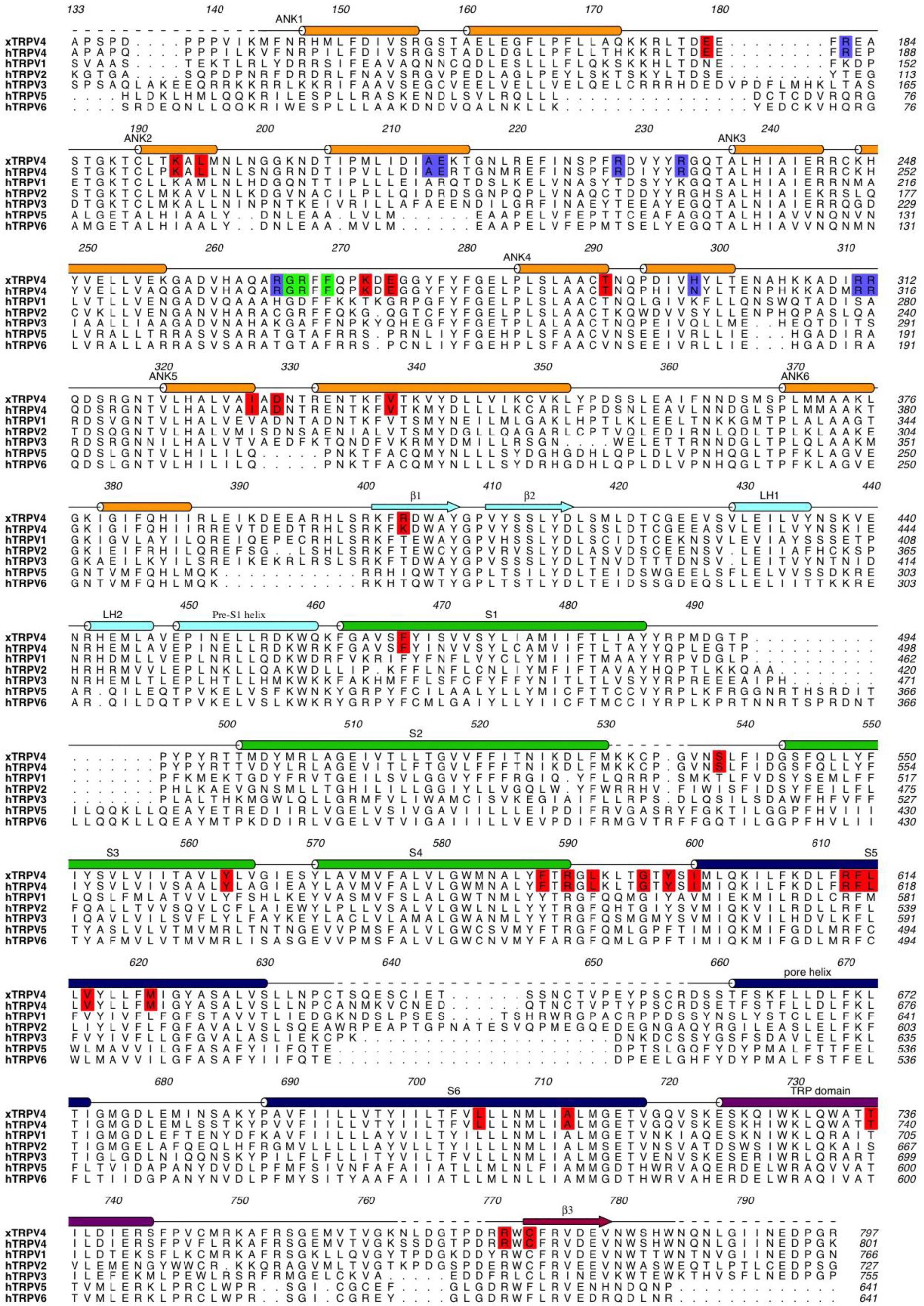 Supplementary Figure 5: Sequence alignment of TRPV channels.