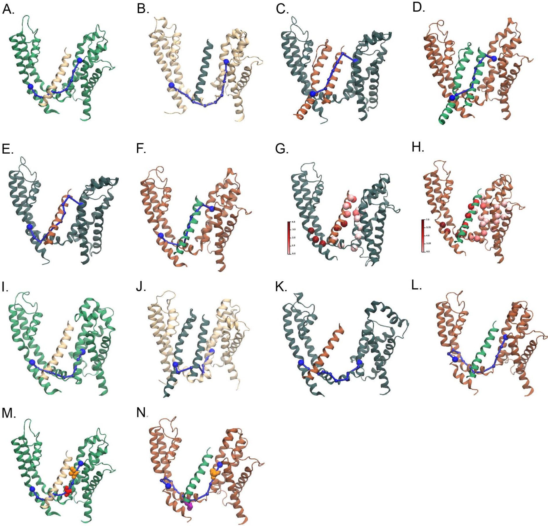 Supplementary Figure 4: Network analysis of the Kv1.2 simulations.
