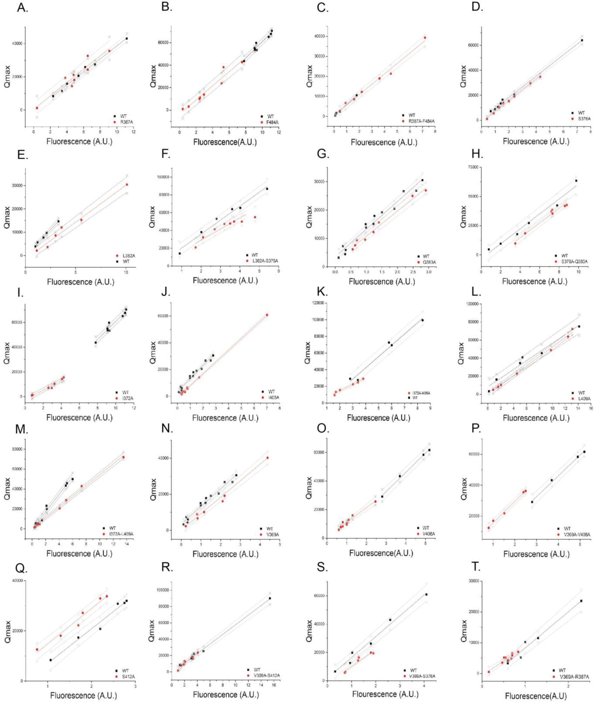 Supplementary Figure 5: Qmax–fluorescence relationships for each mutant.