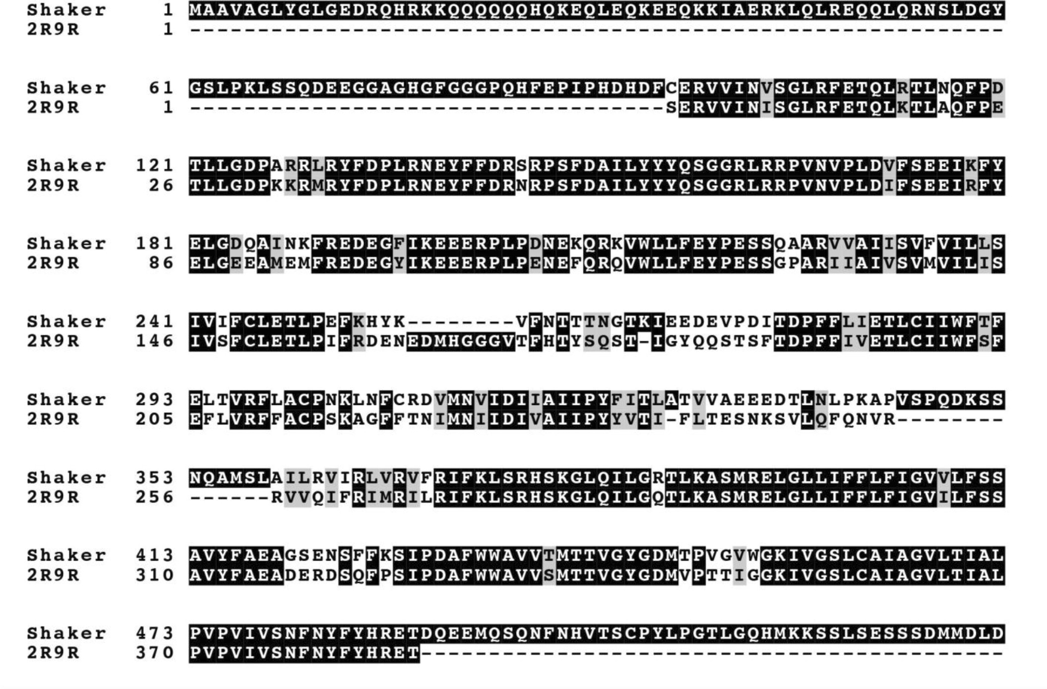 Supplementary Figure 6: Sequence alignment between Shaker and Kv 1.2/2.1.