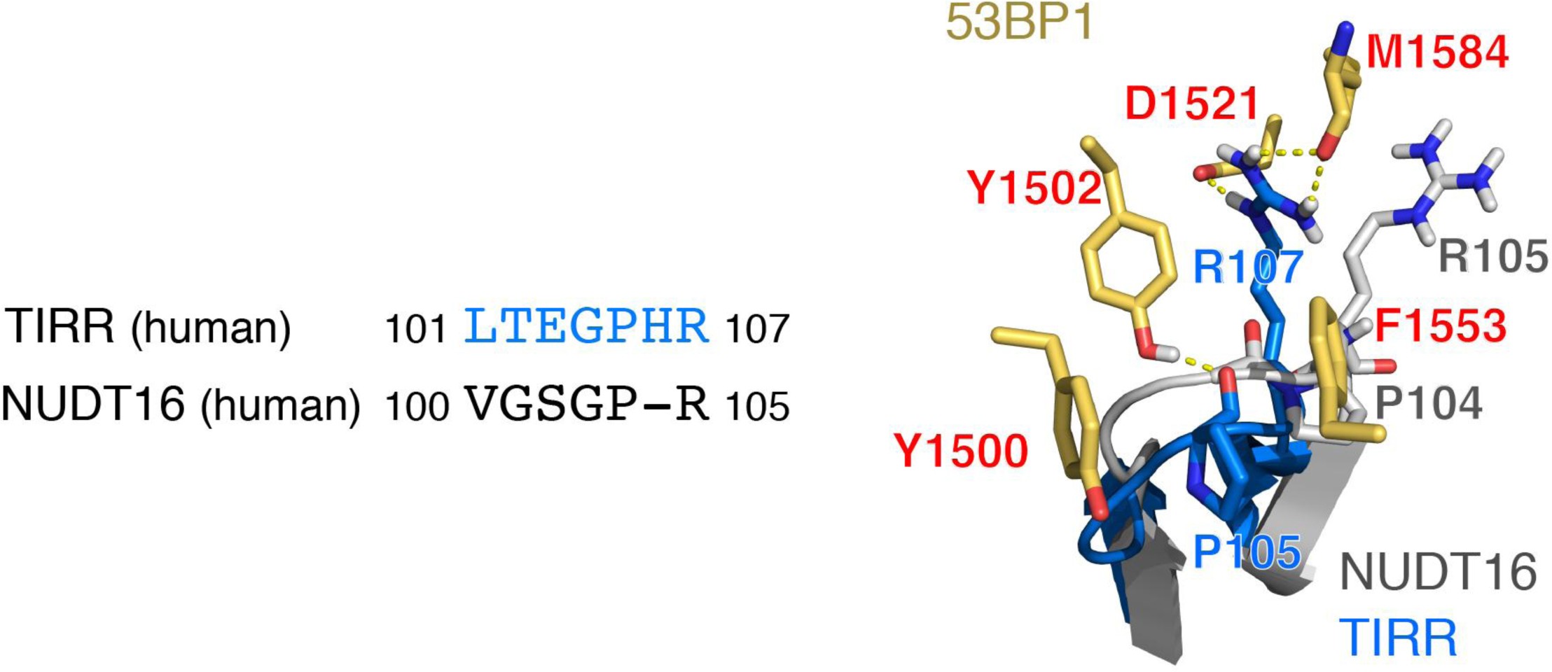 Supplementary Figure 2: Conformations of TIRR 53BP1-binding loop and corresponding loop region in NUDT16.