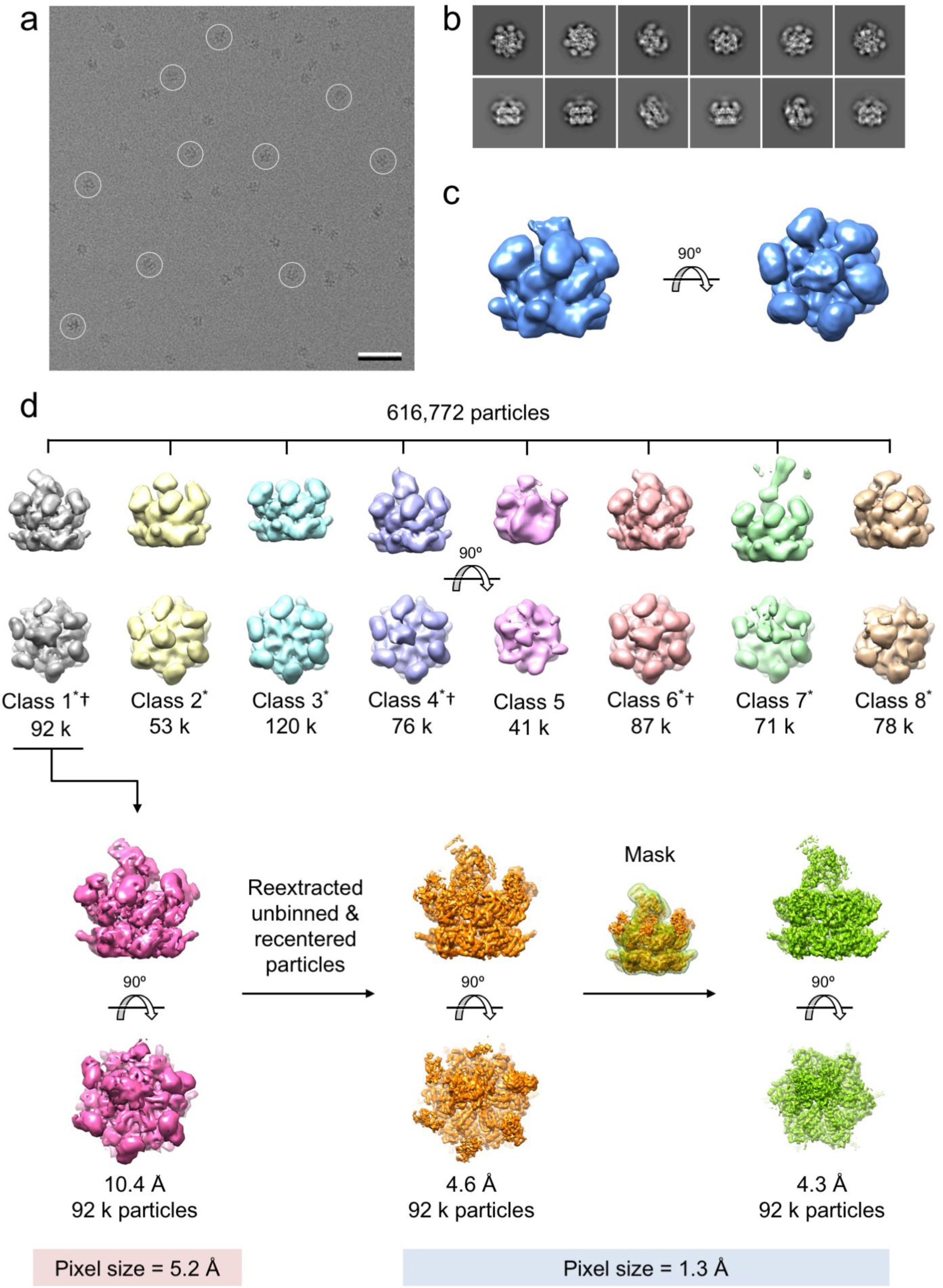 Supplementary Figure 7