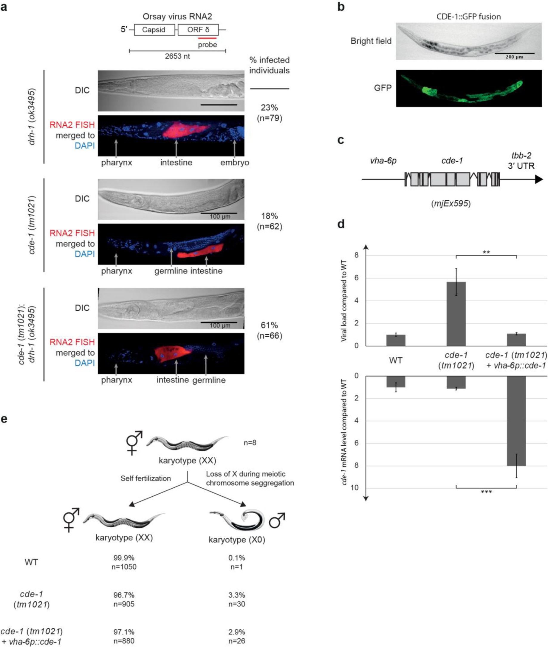 Supplementary Figure 4: Intestinal expression of cde-1 confers antiviral immunity.