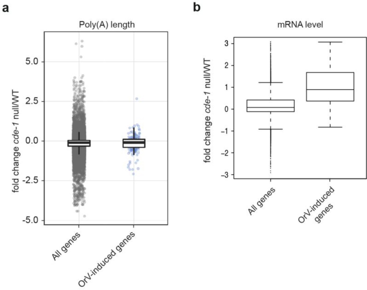Supplementary Figure 6: CDE-1-depleted animals show high expression of stress-response genes during OrV infection.
